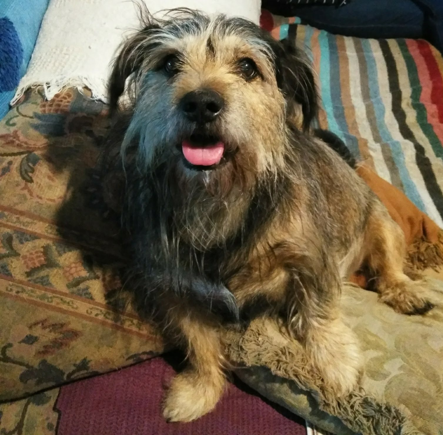 Main Street Pet Wellness Center Chattanooga