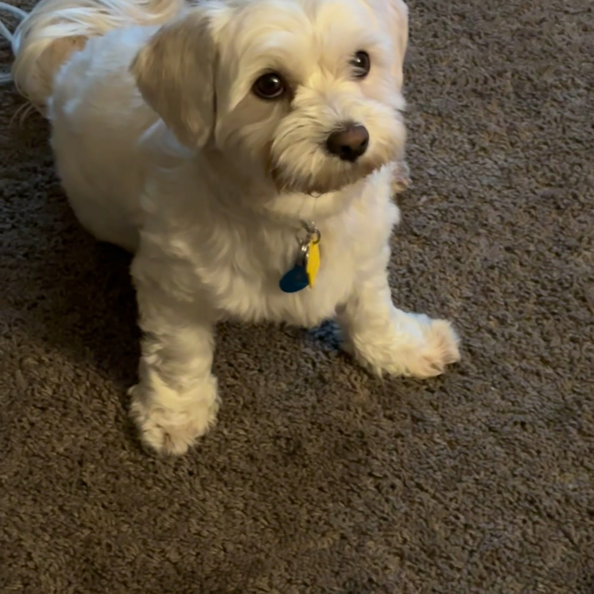 Riverview Animal Hospital Chattanooga