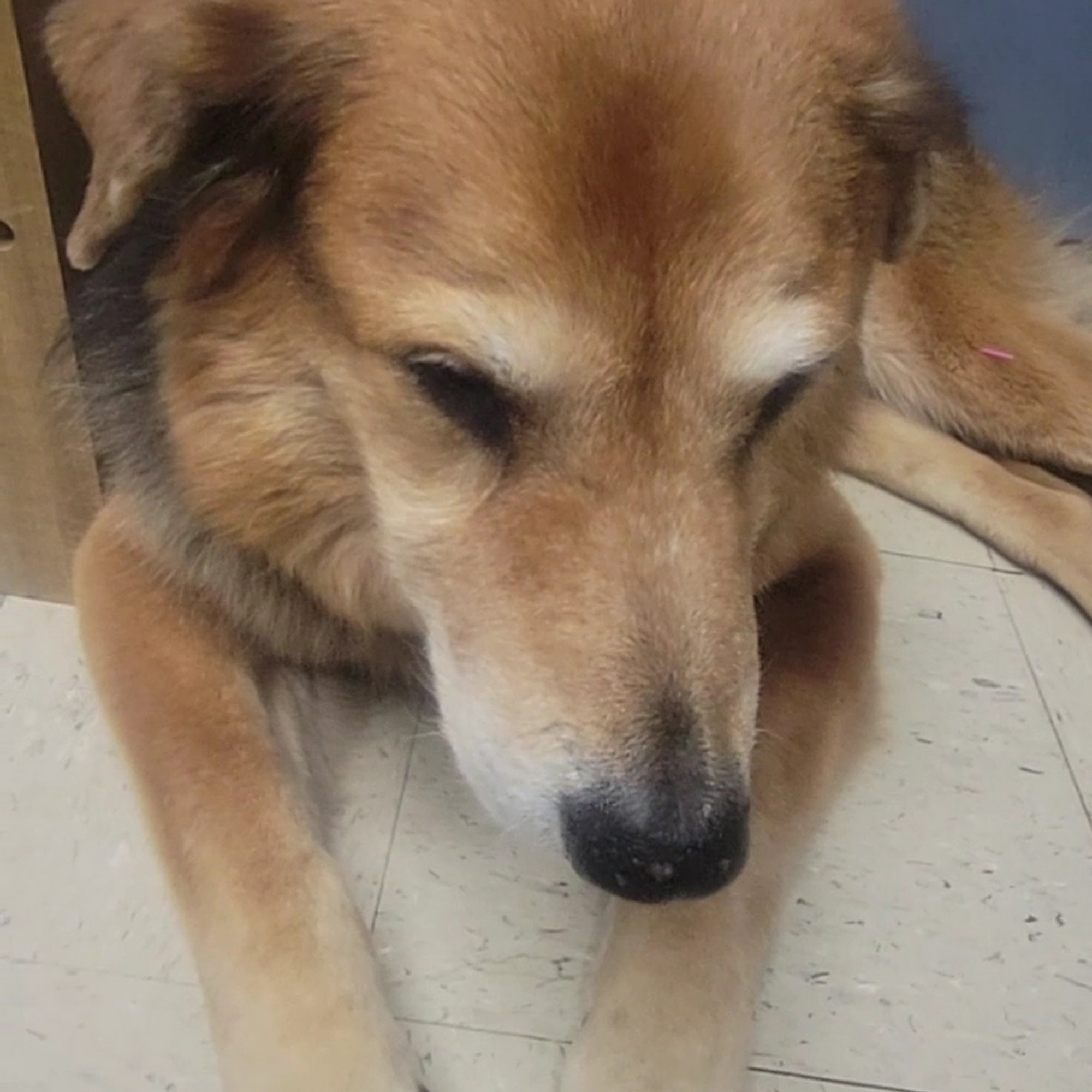 East Ridge Animal Hospital Chattanooga