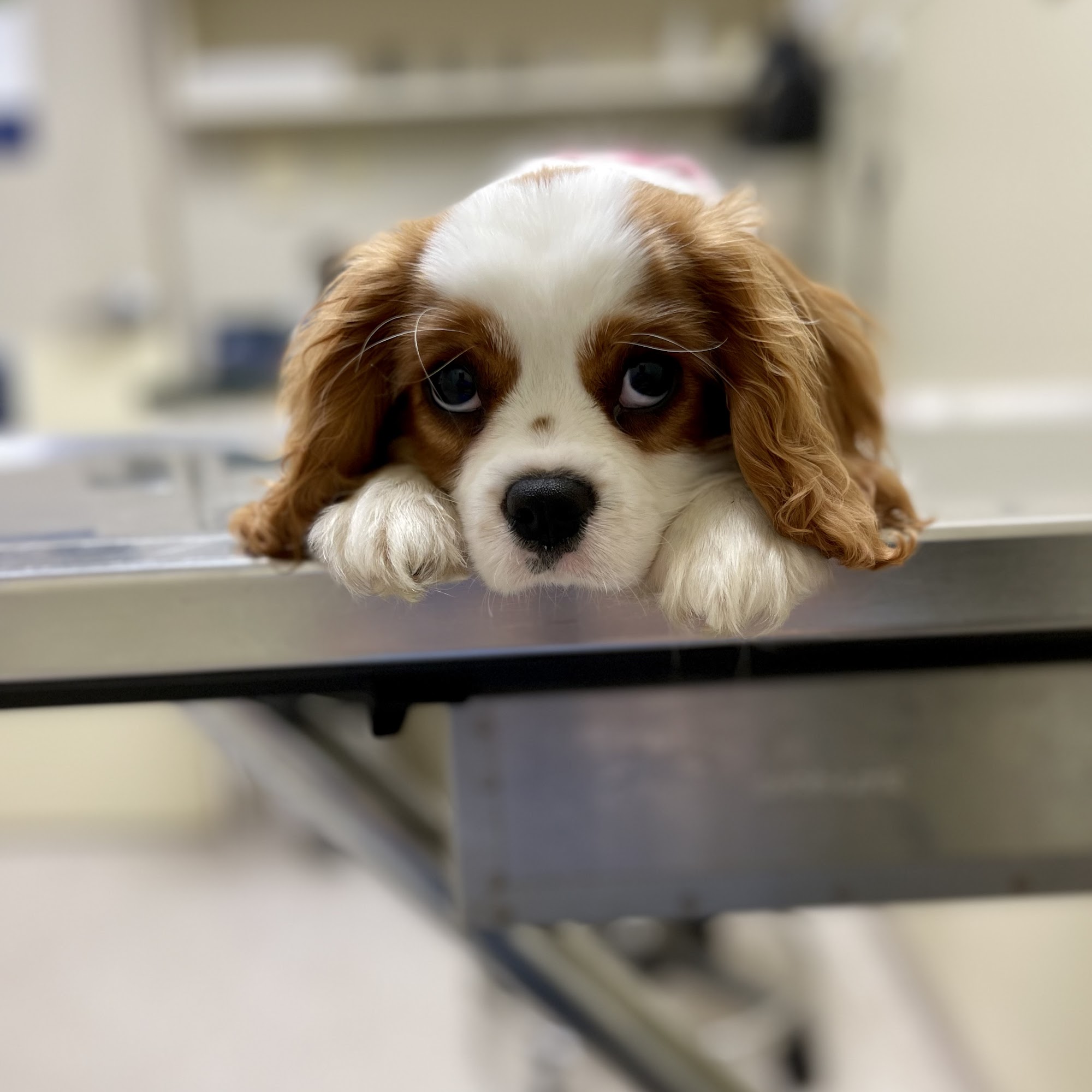 Red Bank Animal Hospital Chattanooga