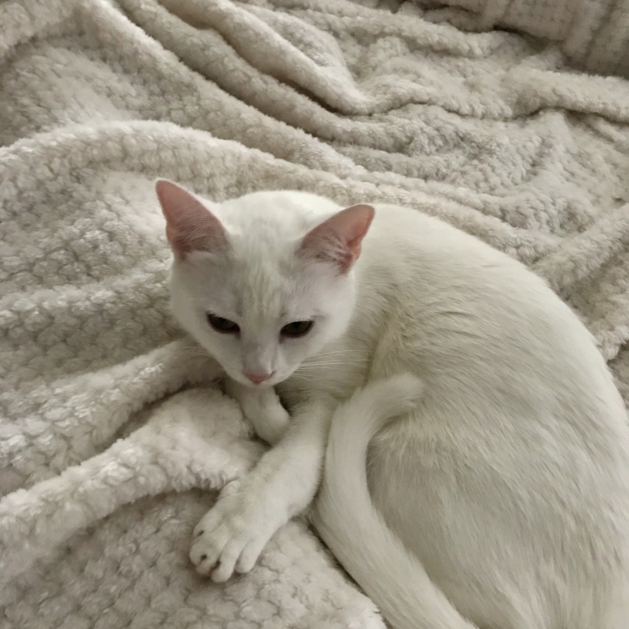 Chattanooga Veterinary Center Chattanooga