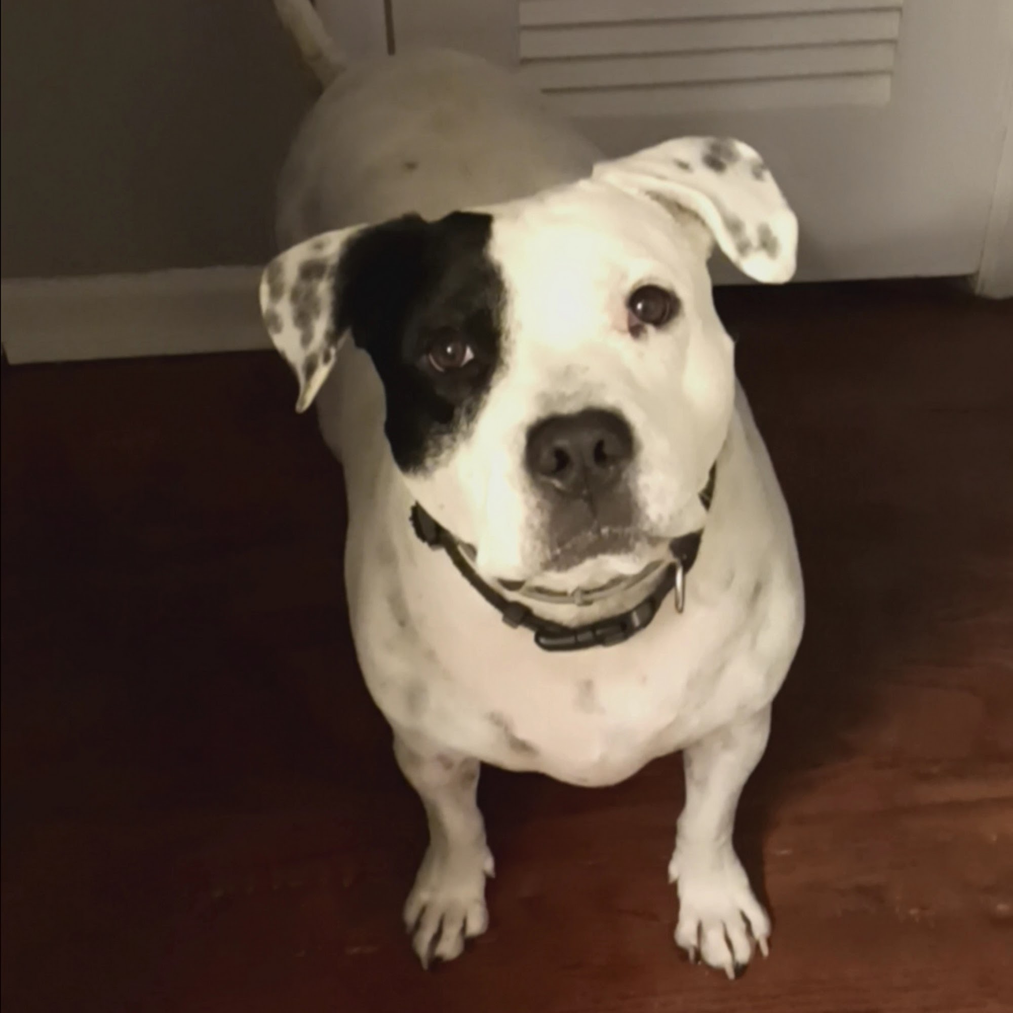 Northgate Animal Hospital Chattanooga