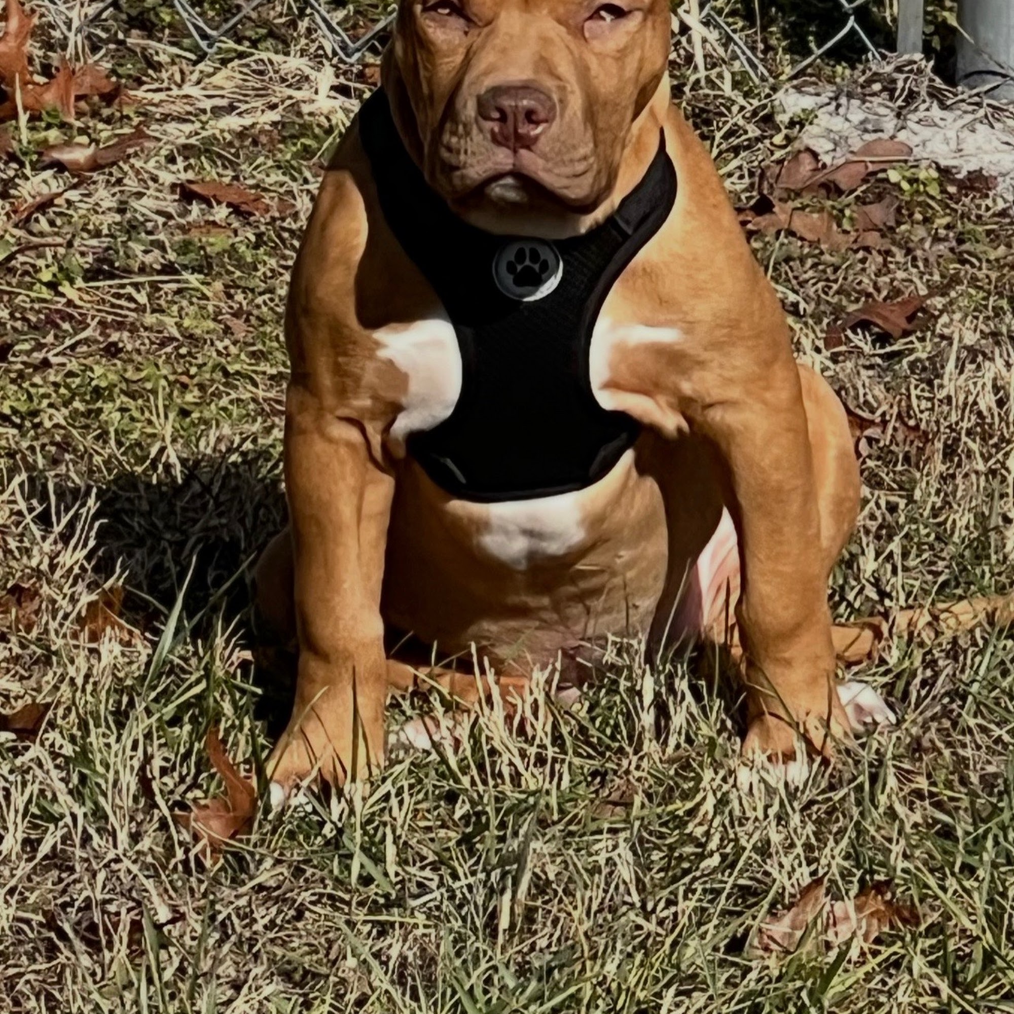 Highway 58 Animal Hospital Chattanooga