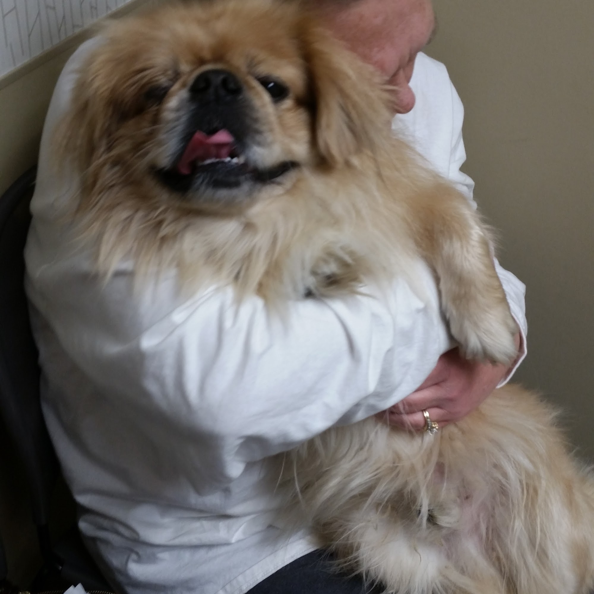 Ashland Terrace Animal Hospital Chattanooga