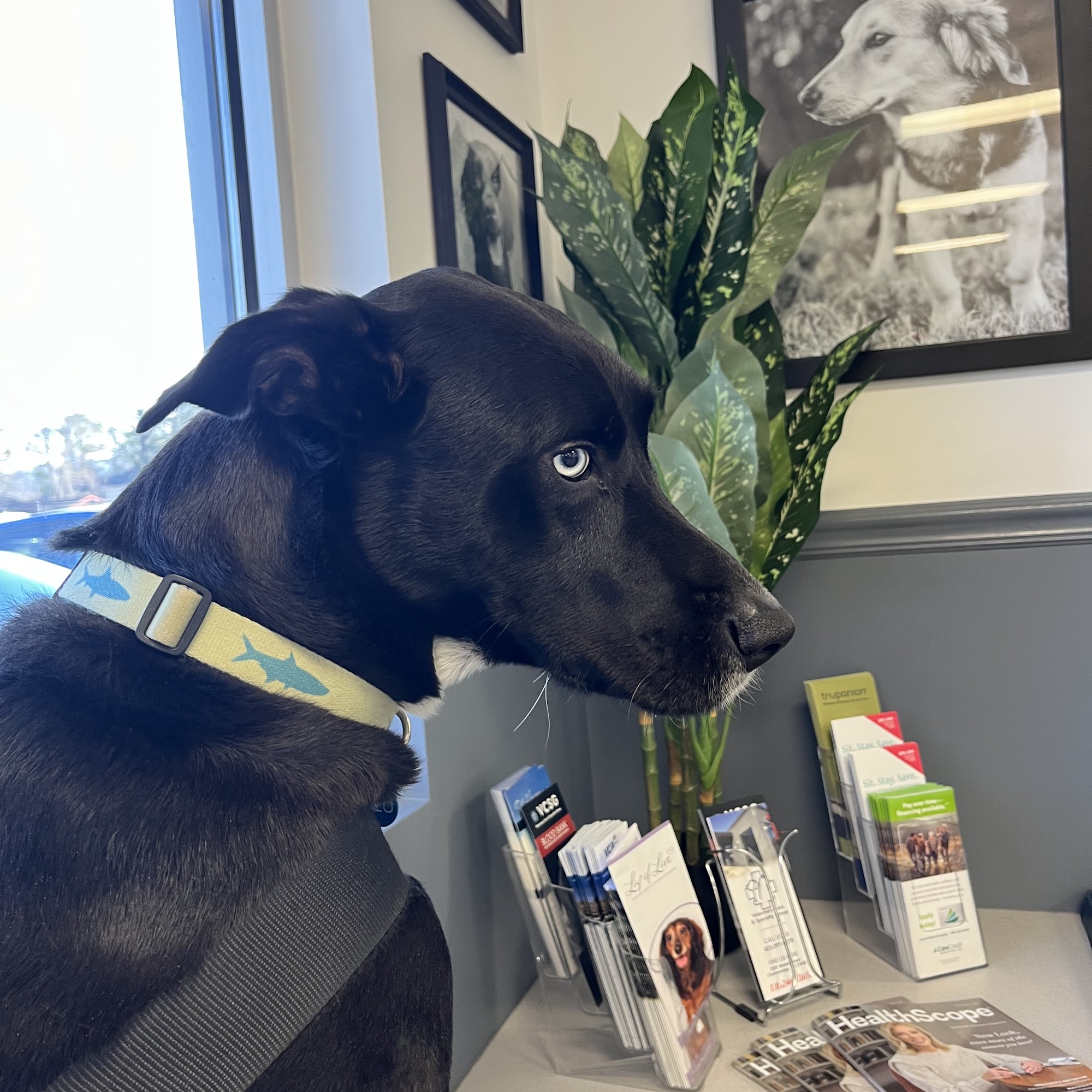 East Brainerd Animal Hospital Chattanooga