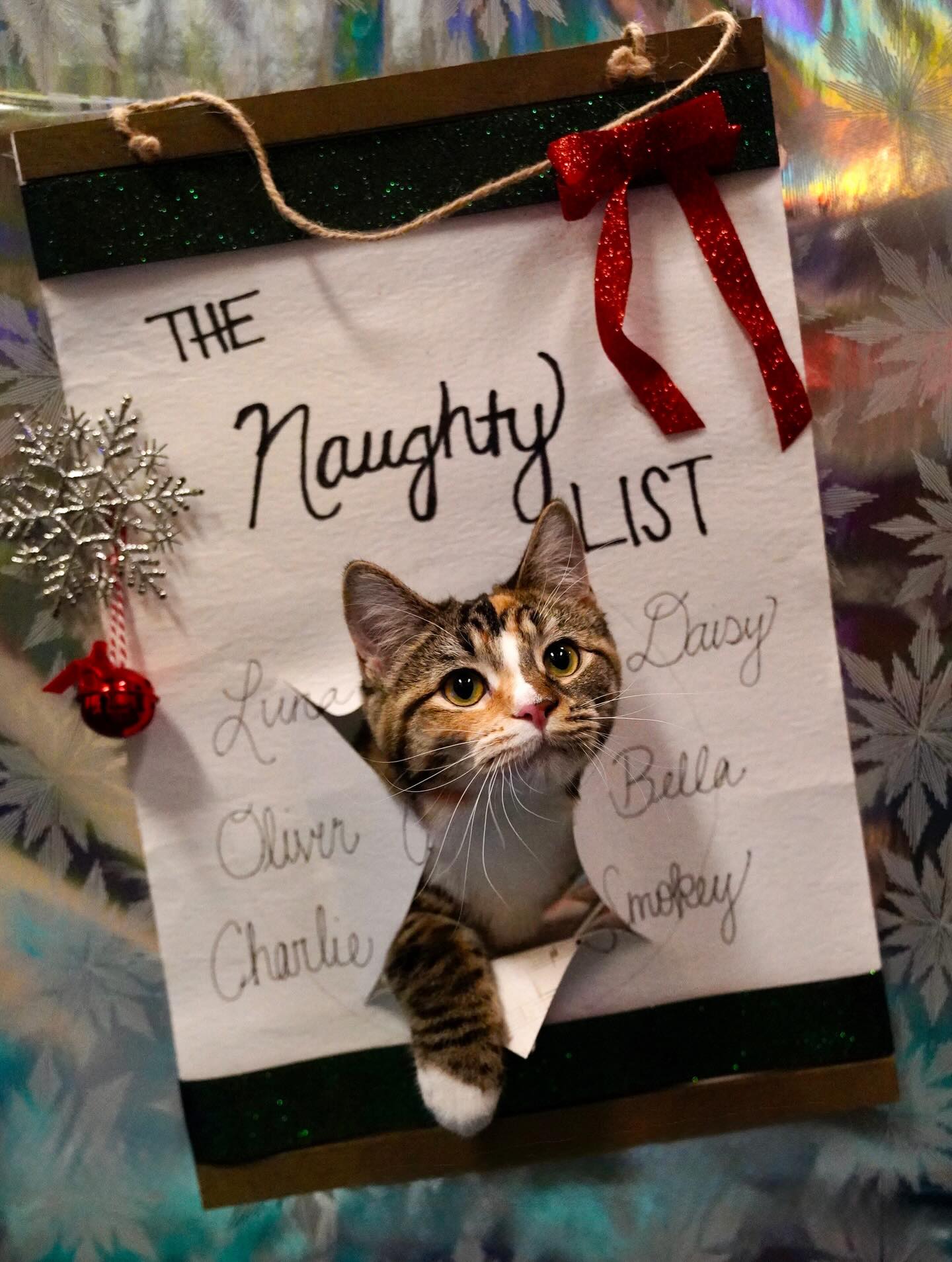 Naughty Cat Cafe Chattanooga