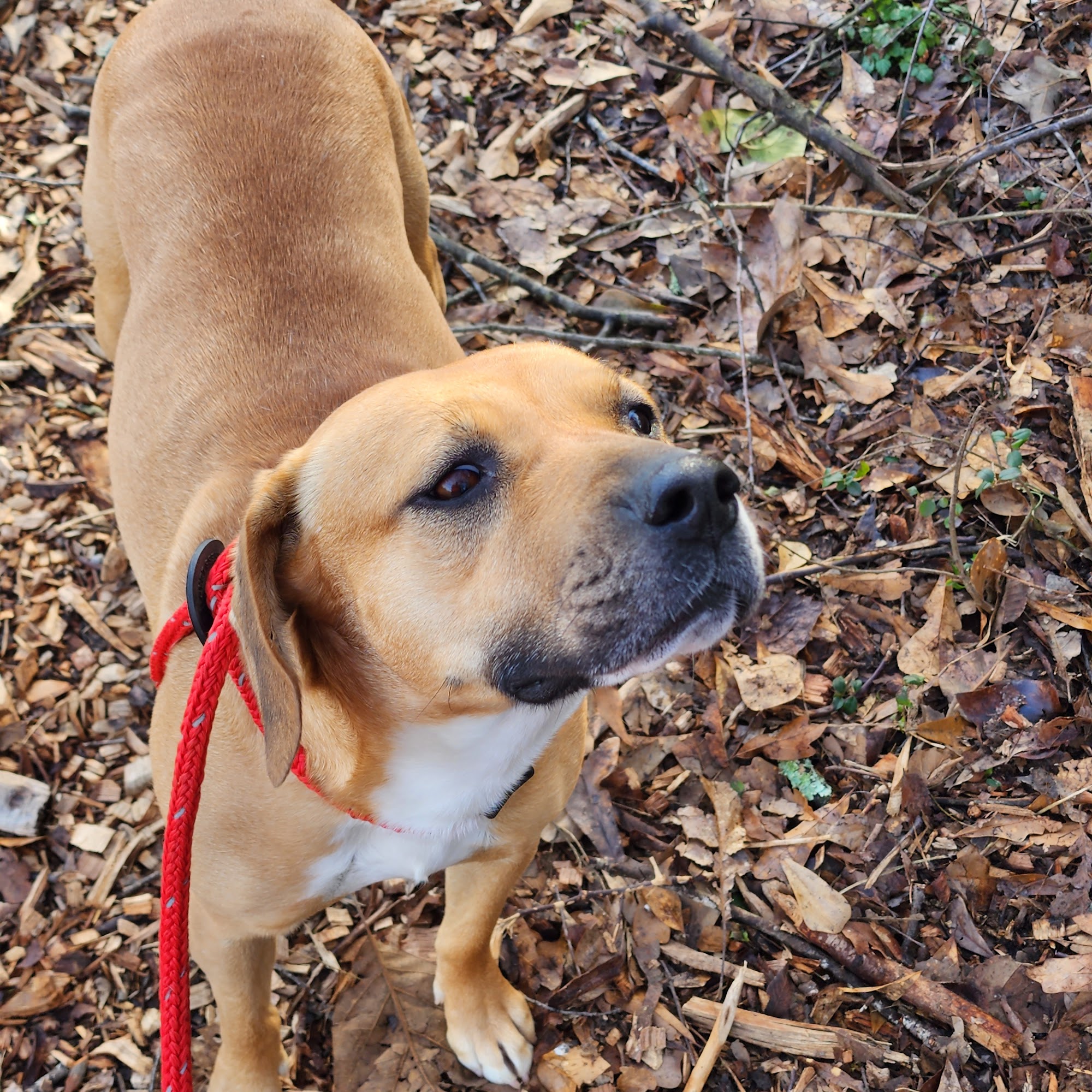 Humane Educational Society Chattanooga