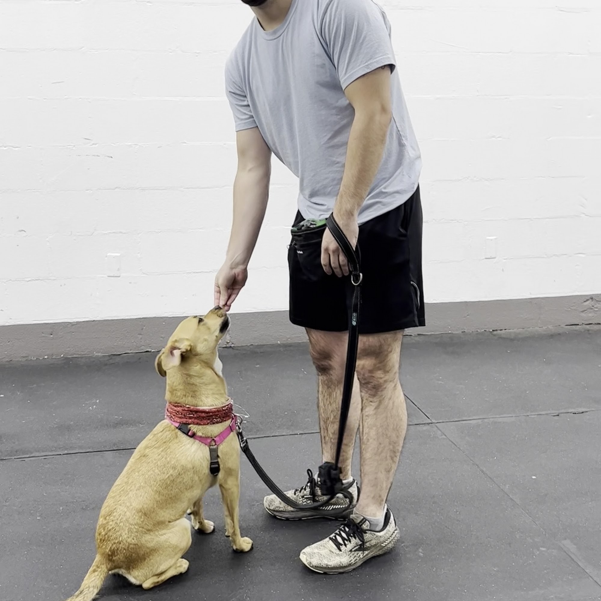 Play Dog Excellent Chattanooga