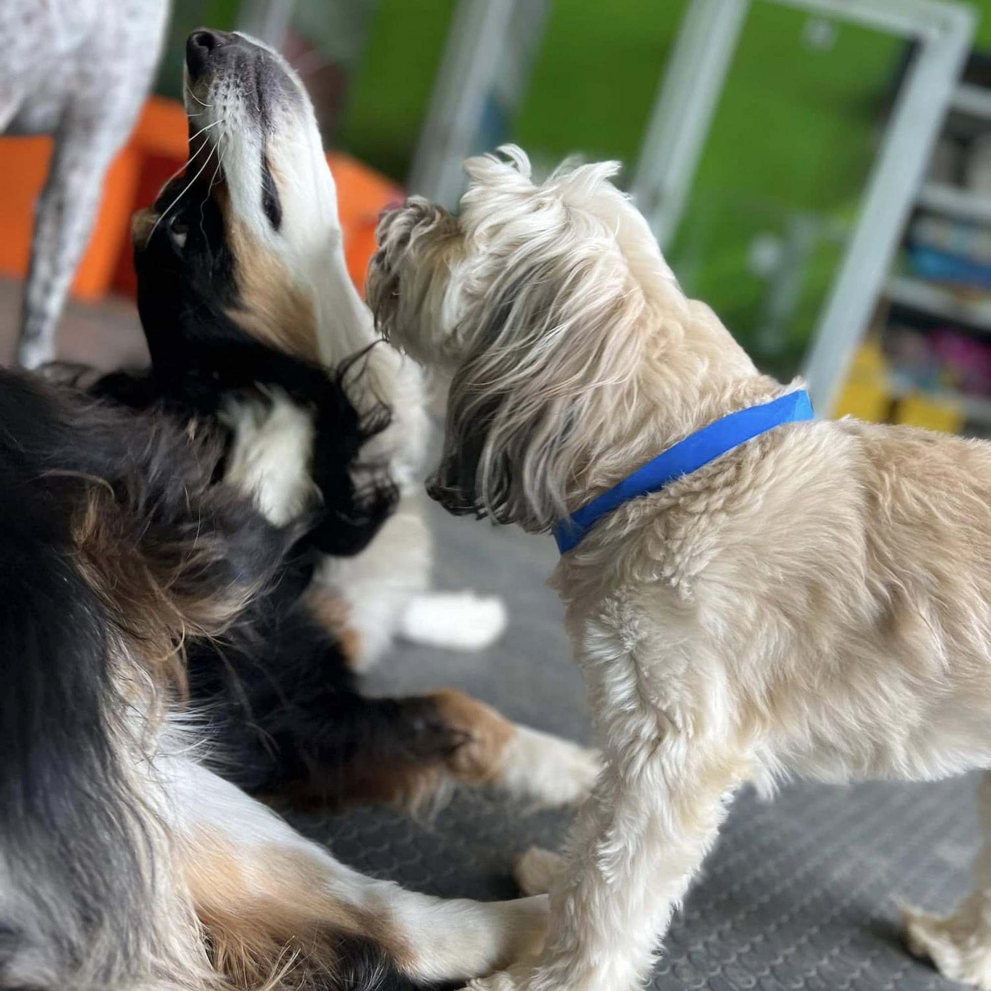 aqua dog grooming etc Chattanooga