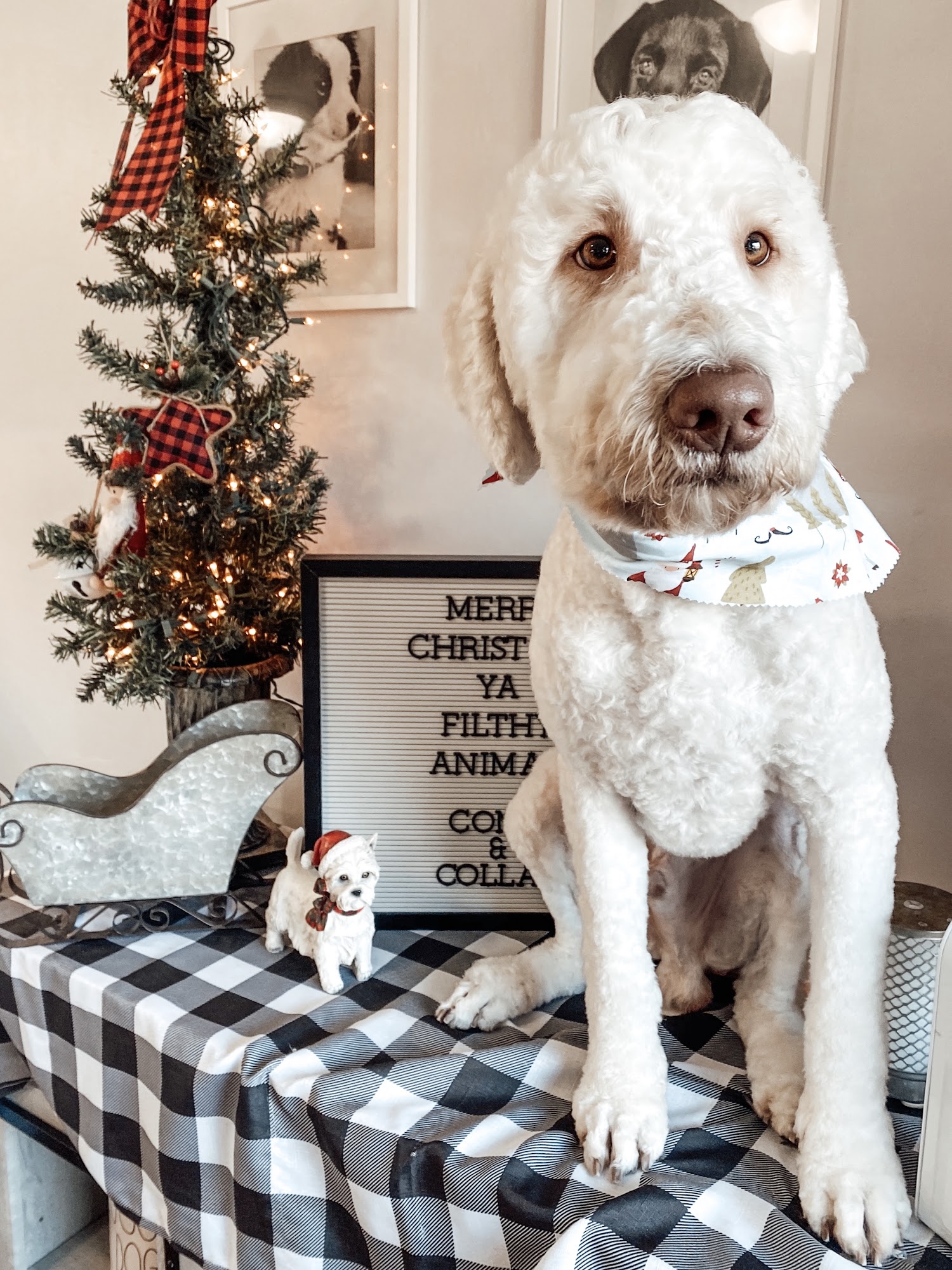 Comb & Collar Dog Grooming Chattanooga