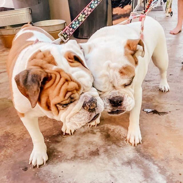 The Ranch at Bonny Oaks Chattanooga