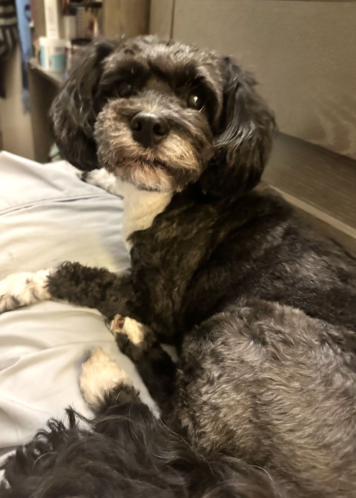 Pet Supplies Plus Chattanooga Chattanooga