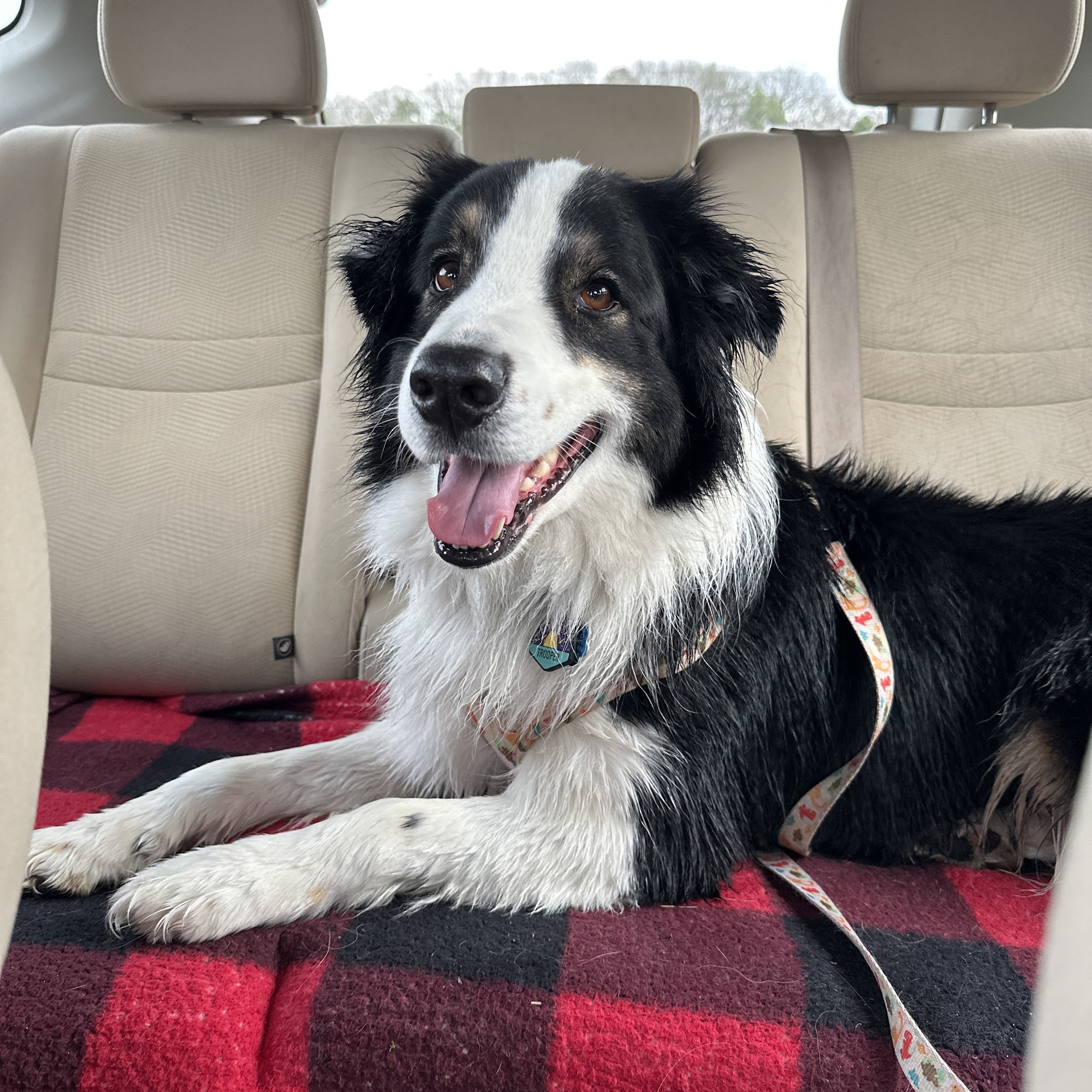 Pet Supplies Plus Chattanooga Chattanooga