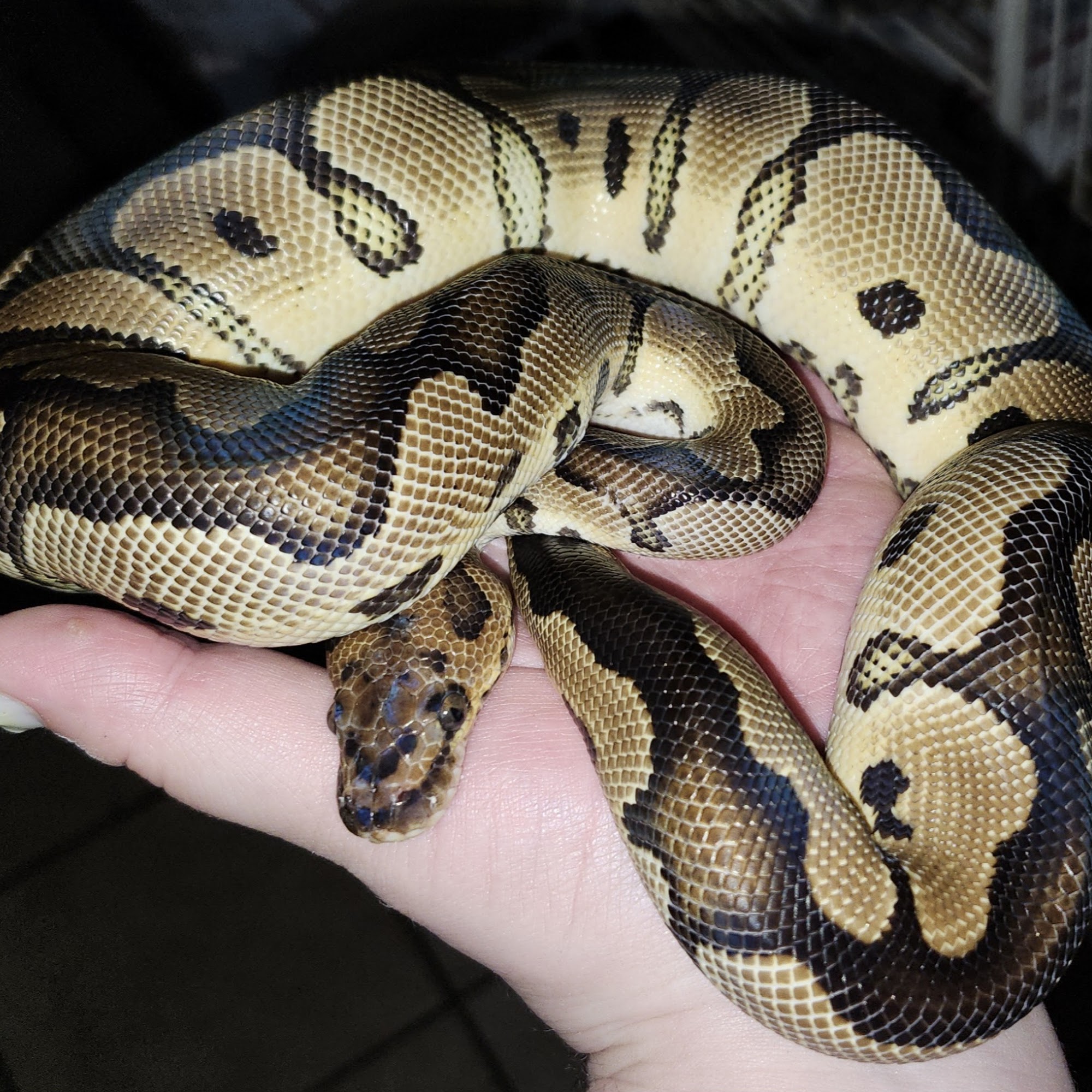 Critter Castle Pets and Supplies Chuckey