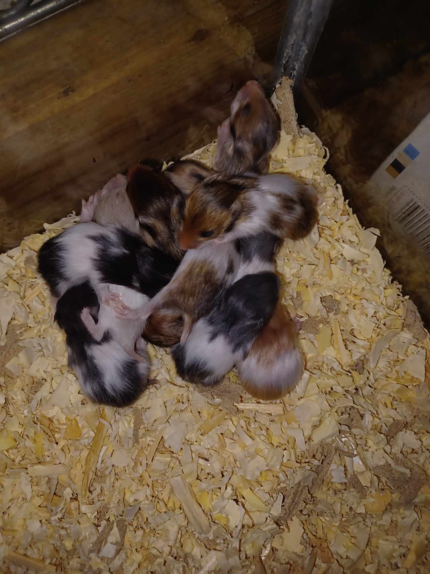 Critter Castle Pets and Supplies Chuckey