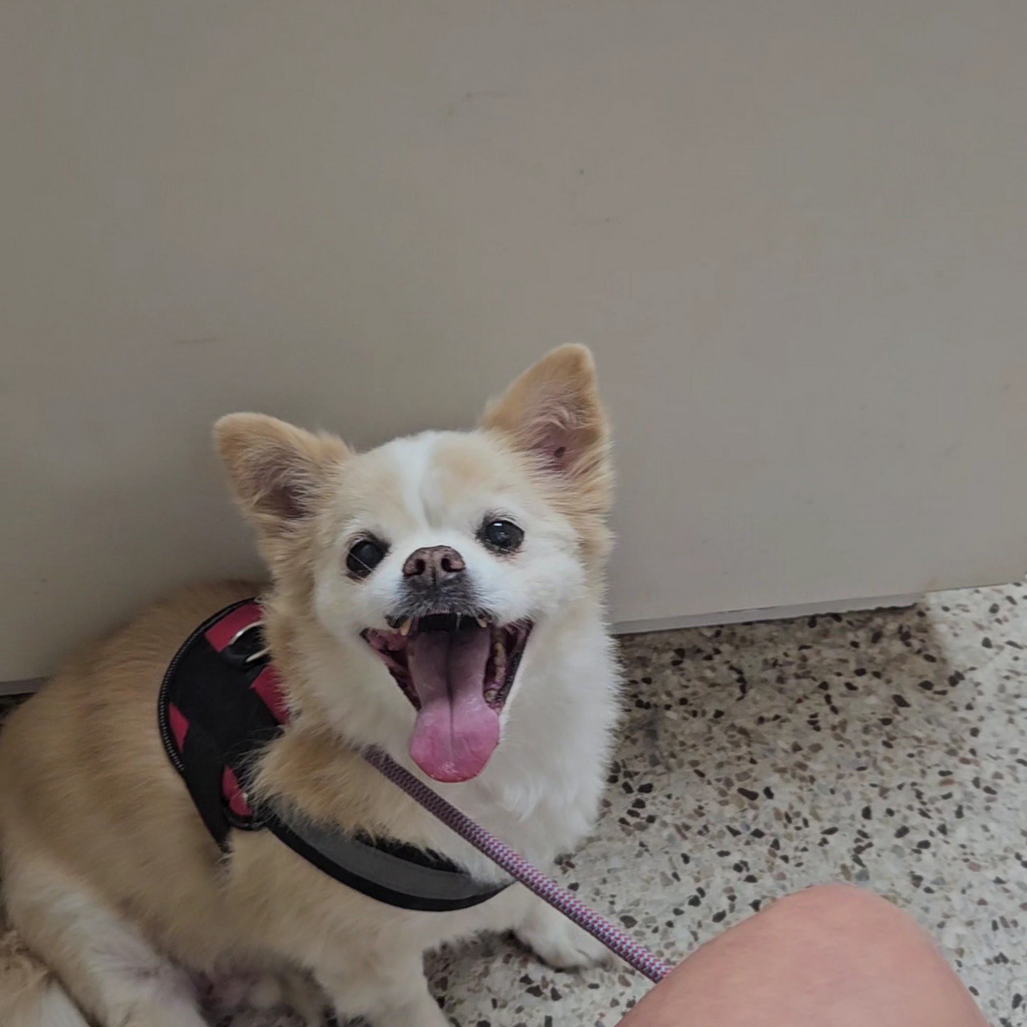 Animal Clinic of North Clarksville Clarksville