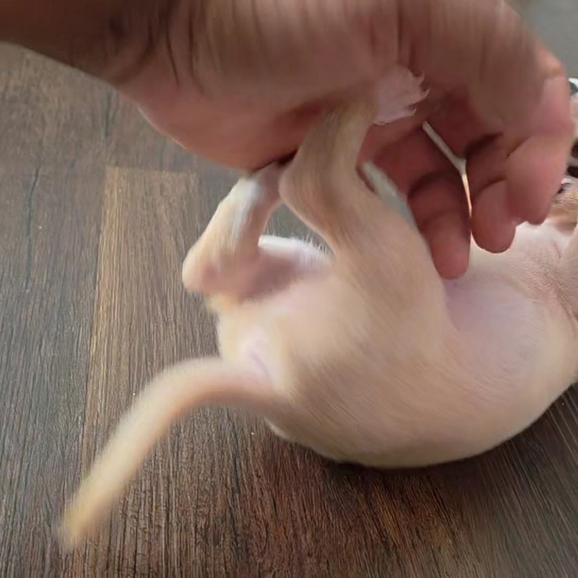 Overwatch Animal Hospital Clarksville