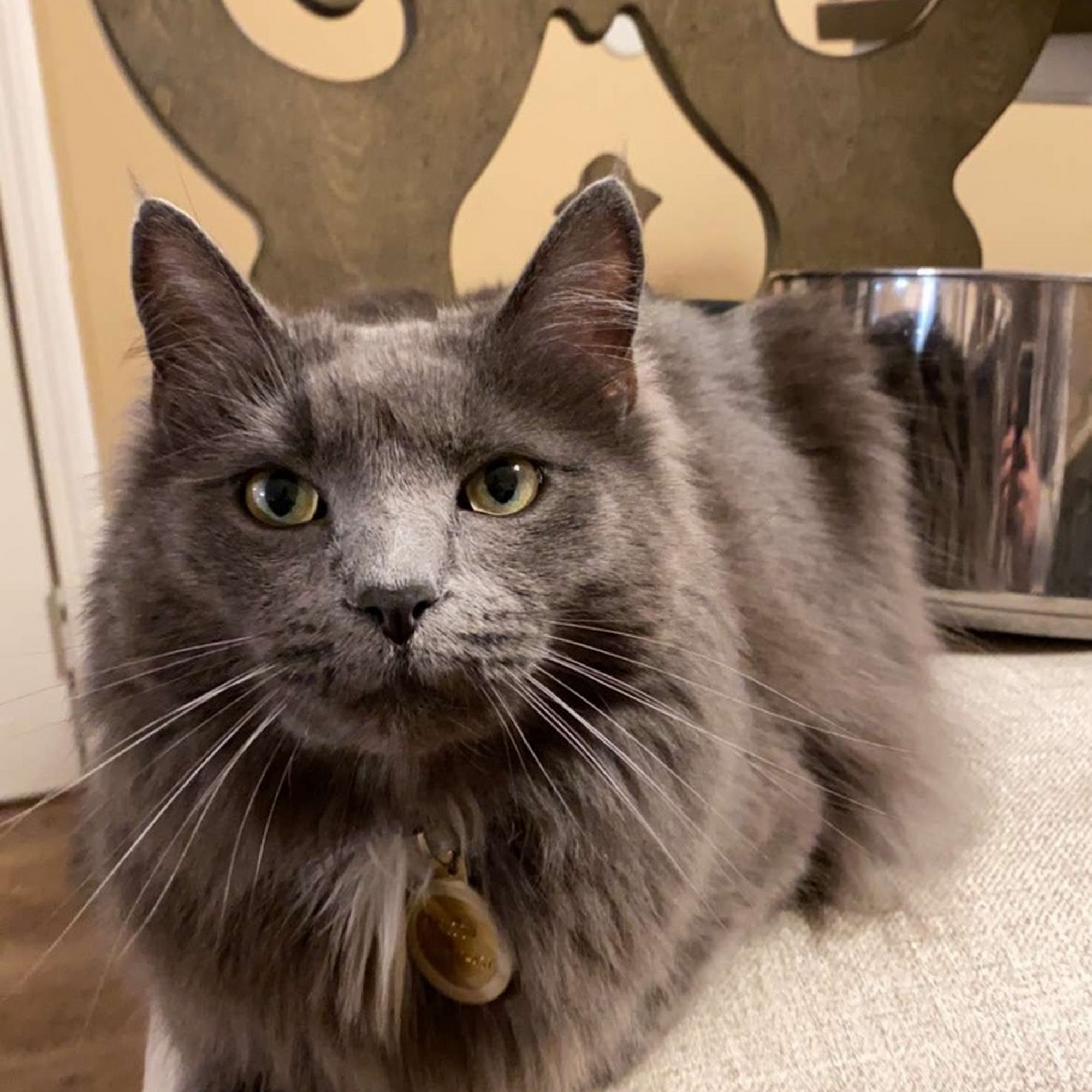 Animal Hospital Clarksville