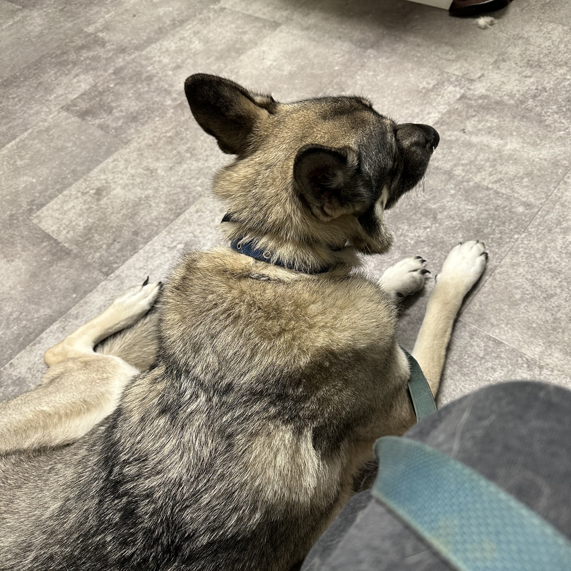 All God's Creatures Veterinary Clinic Clarksville