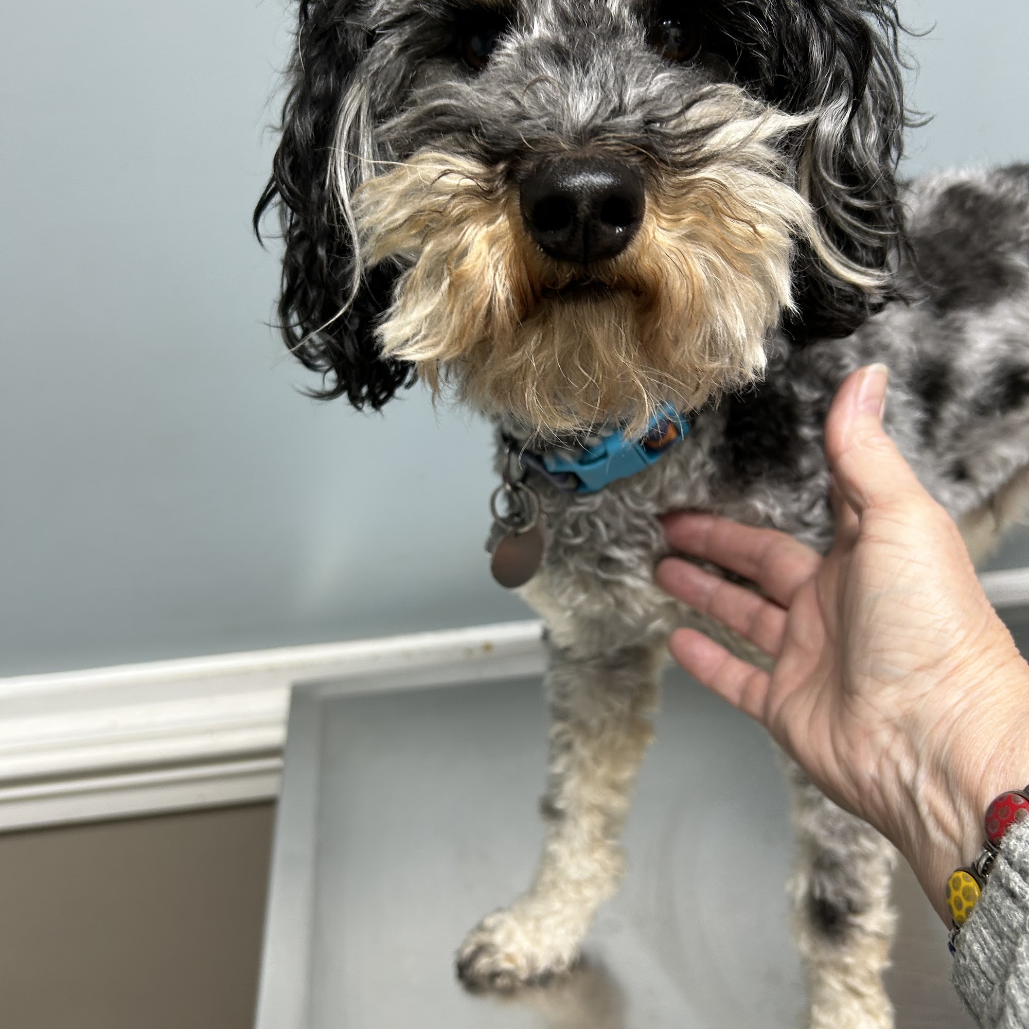 SouthSide Veterinary Clinic Clarksville