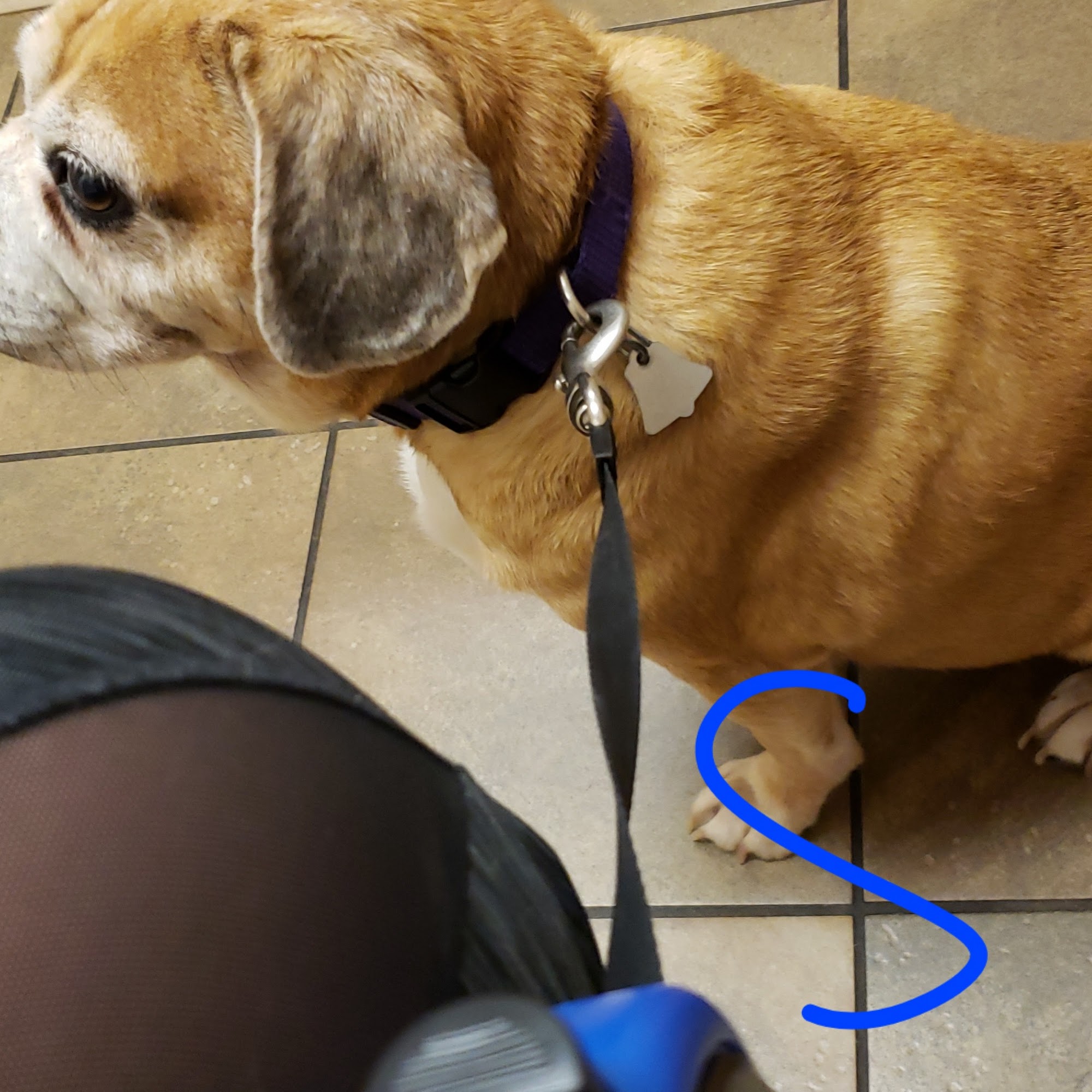 Tiny Town Animal Clinic Clarksville