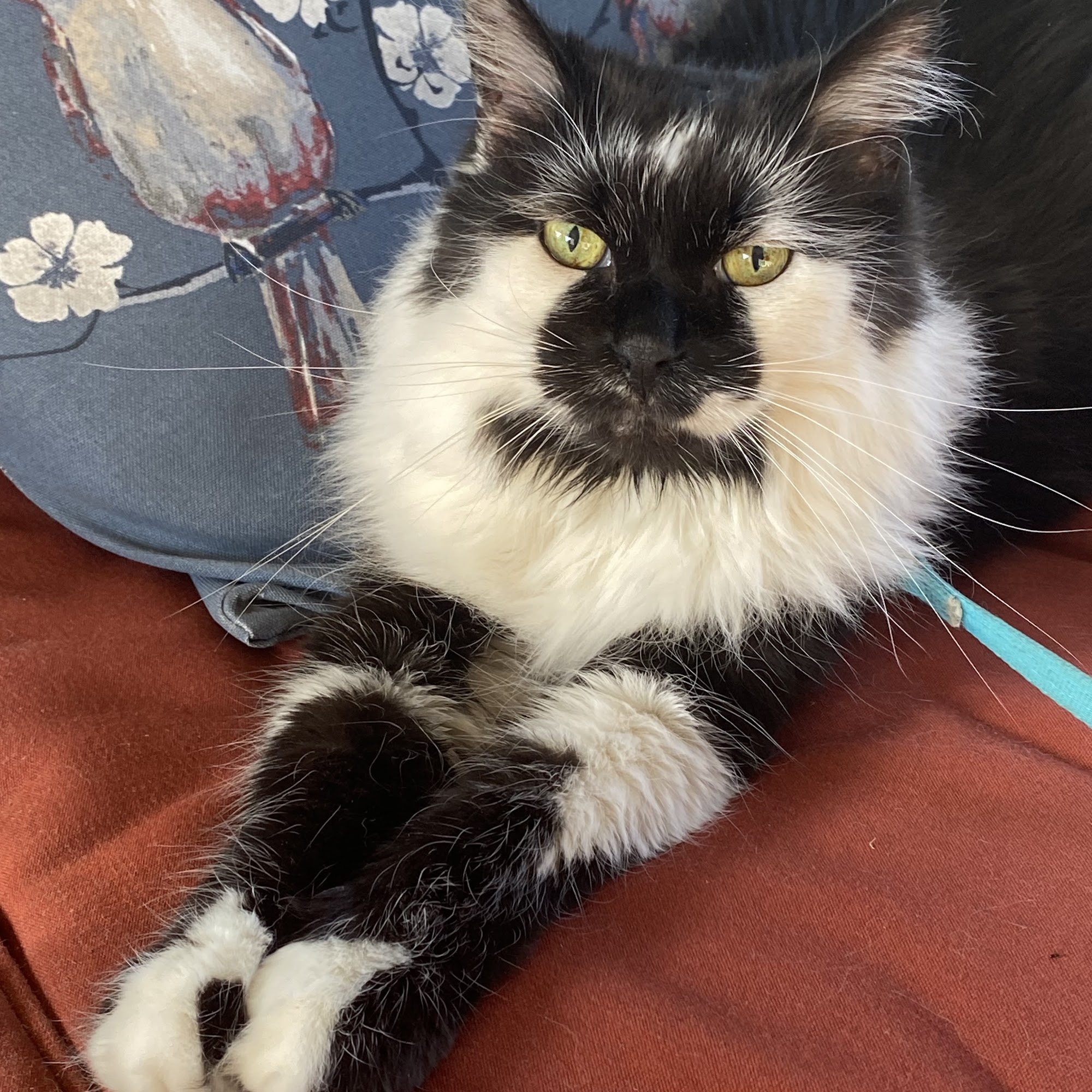 Pet Calls Wellness Clinic Clarksville