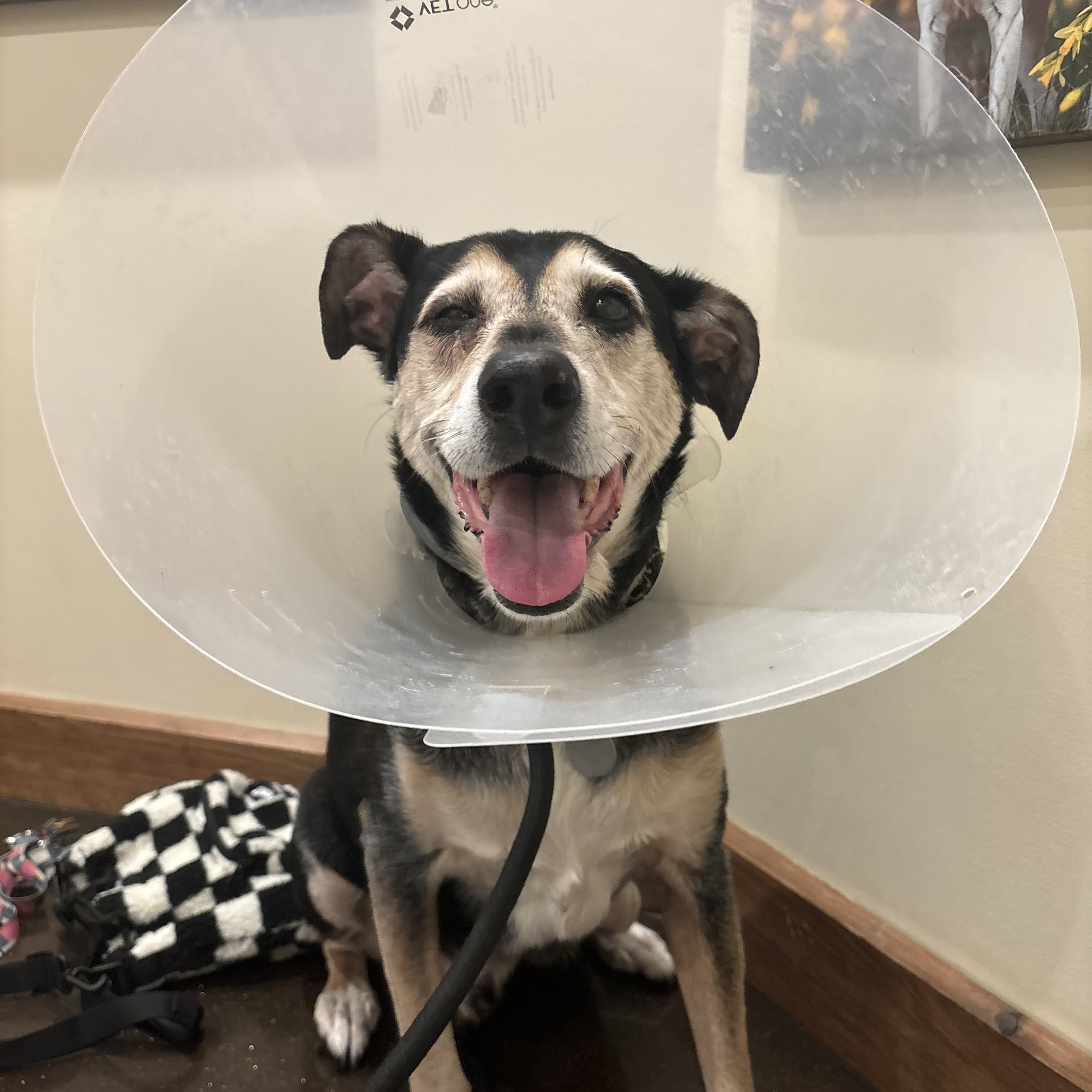 Sango Veterinary Hospital Clarksville