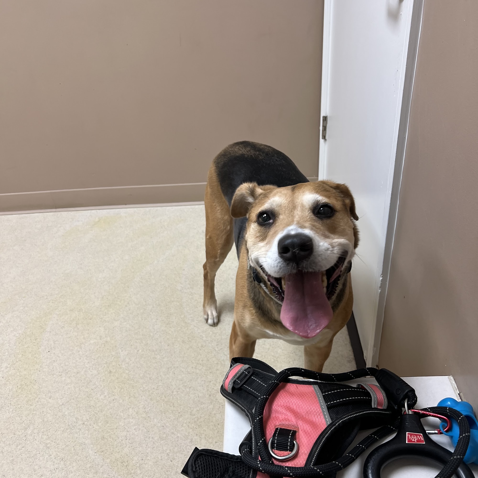 Family Pet Hospital Clarksville