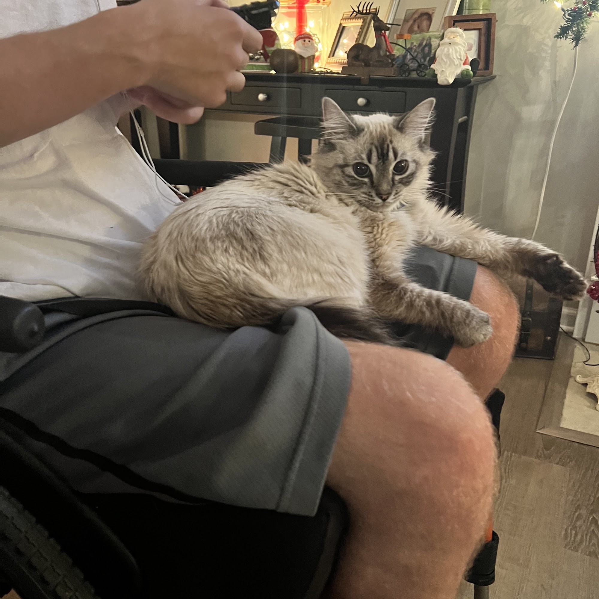 Family Pet Hospital: Burchett Leslie B DVM Clarksville