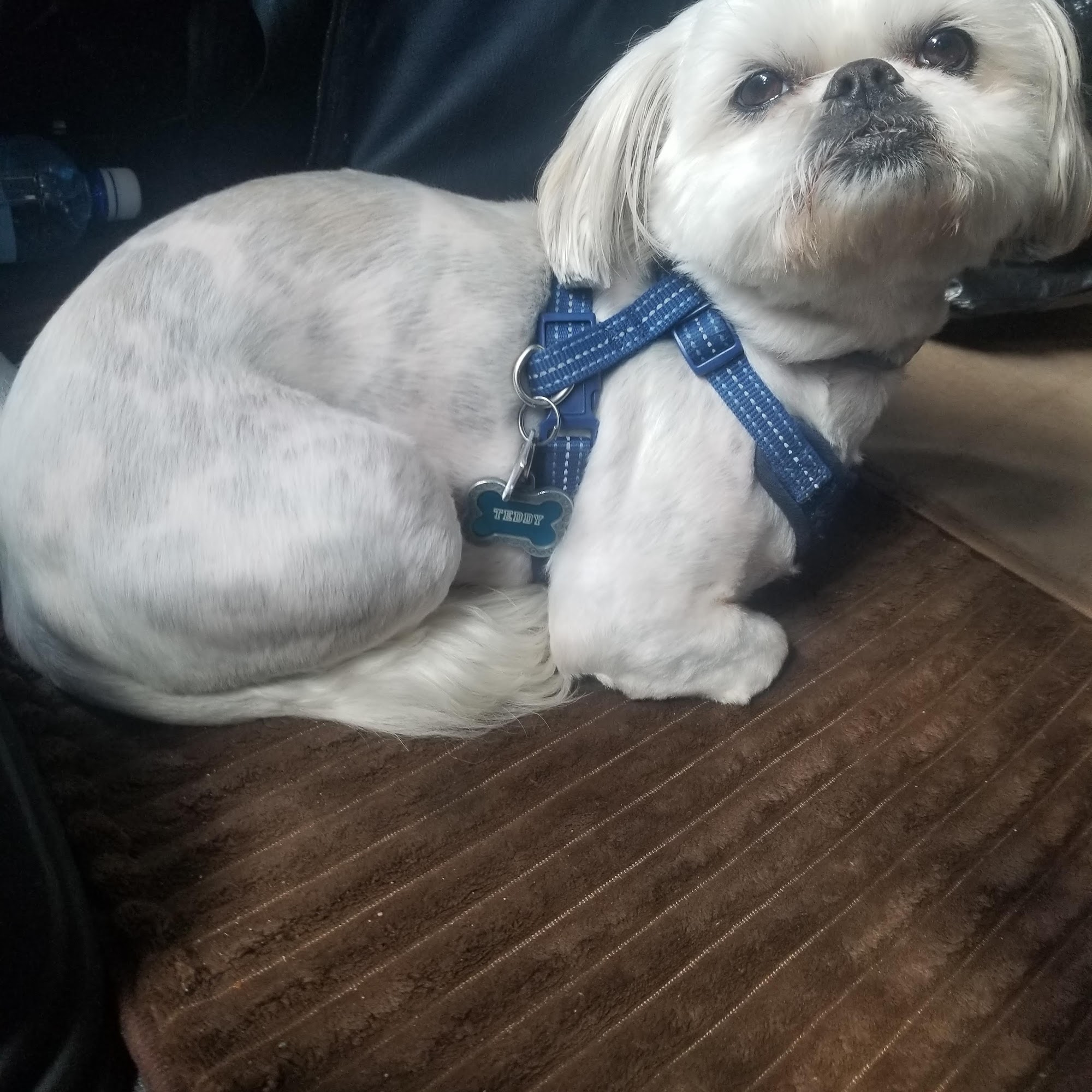 Clarksville Kennels Clarksville