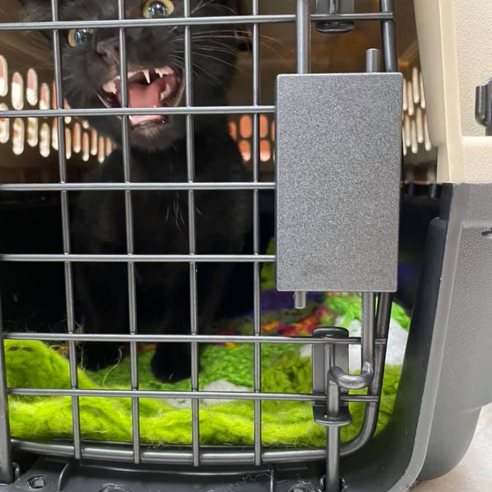 Humane Society of Clarksville-Montgomery County Clarksville