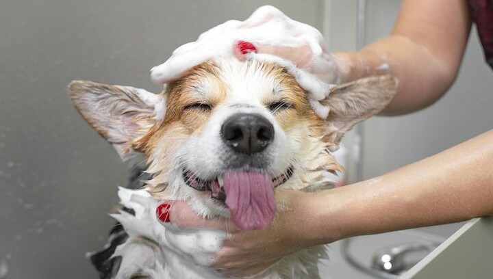 Riley's Pet Market Clarksville