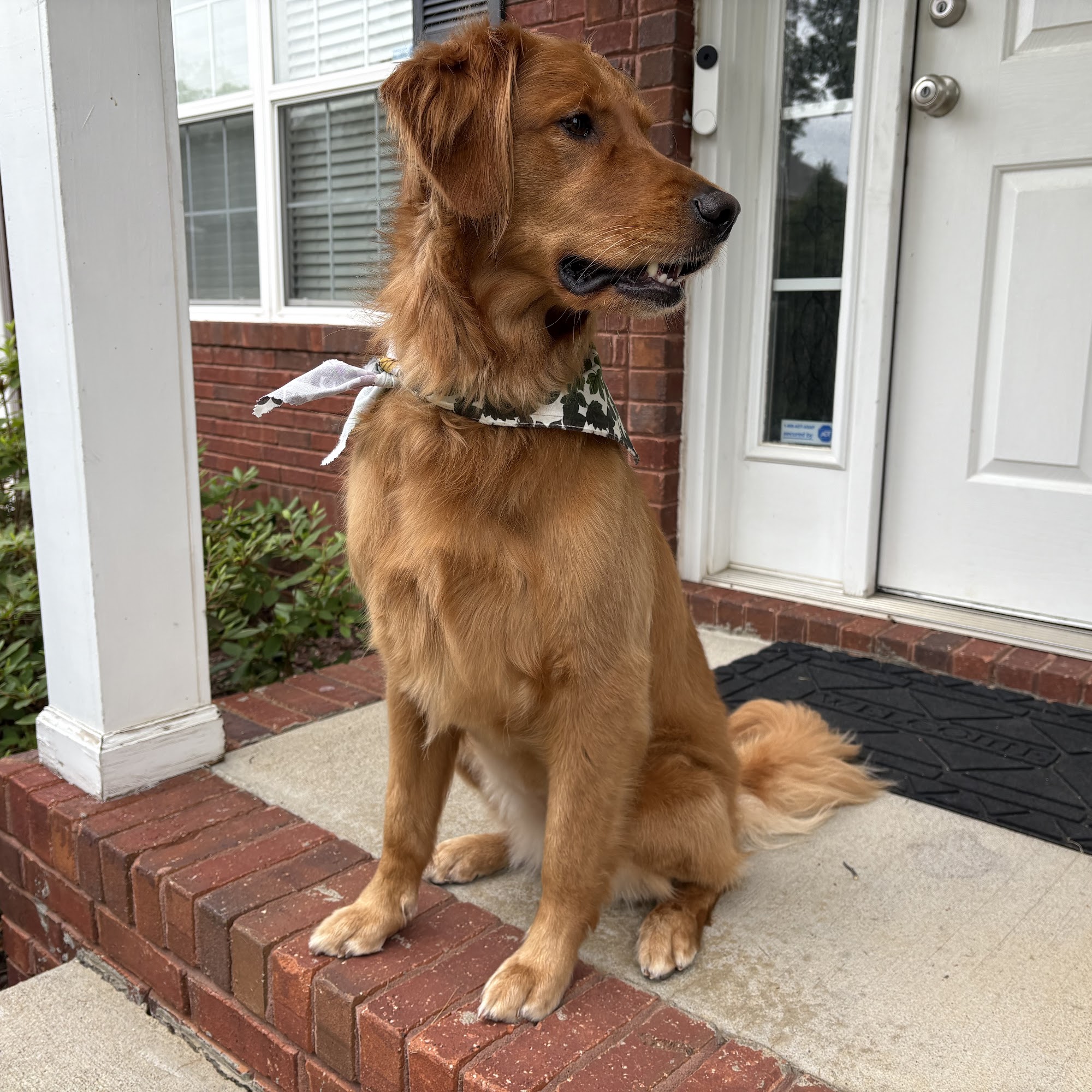 Sassy Shears Grooming Spa Clarksville