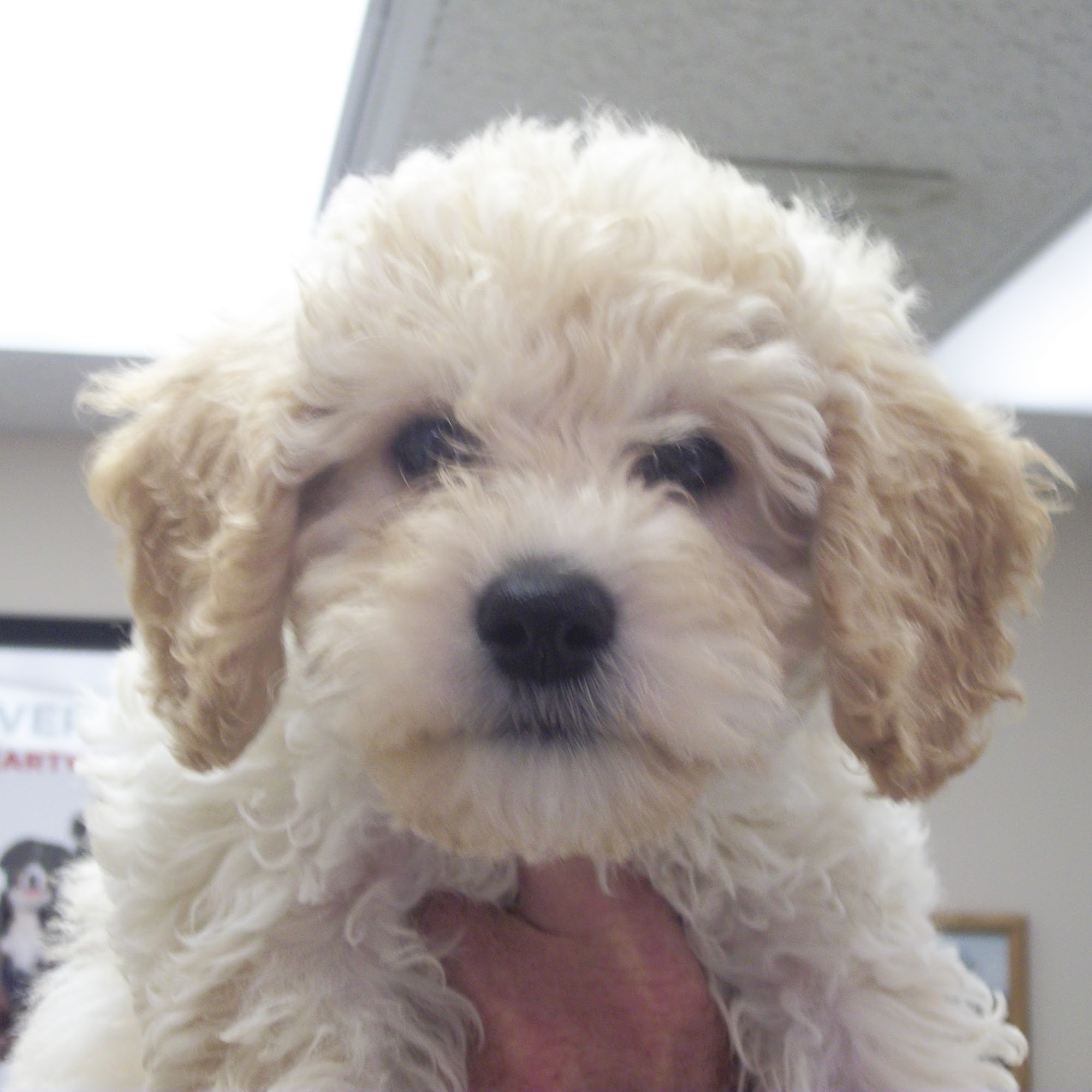 Taylor Animal Hospital Cleveland