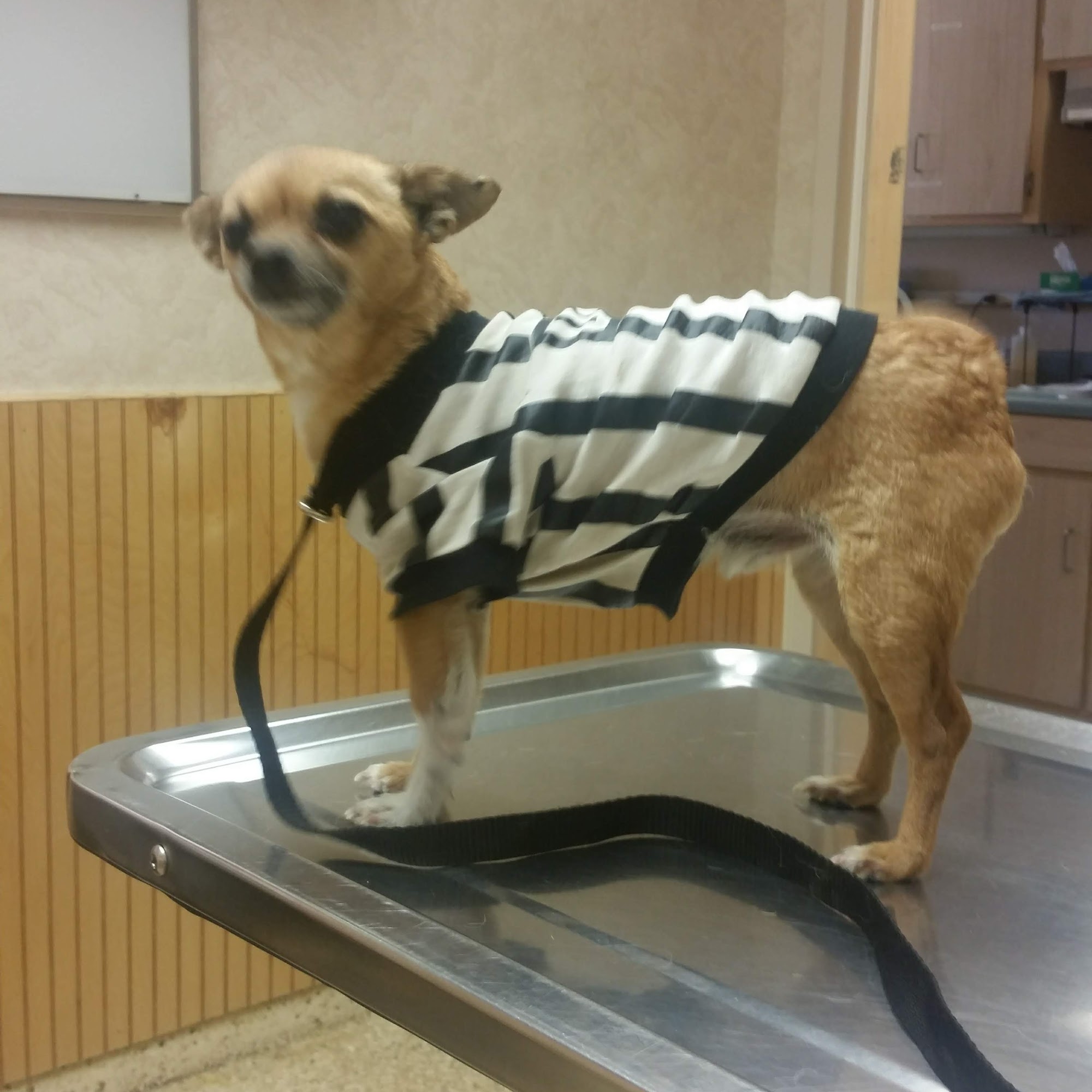 Animal Medical Center Cleveland