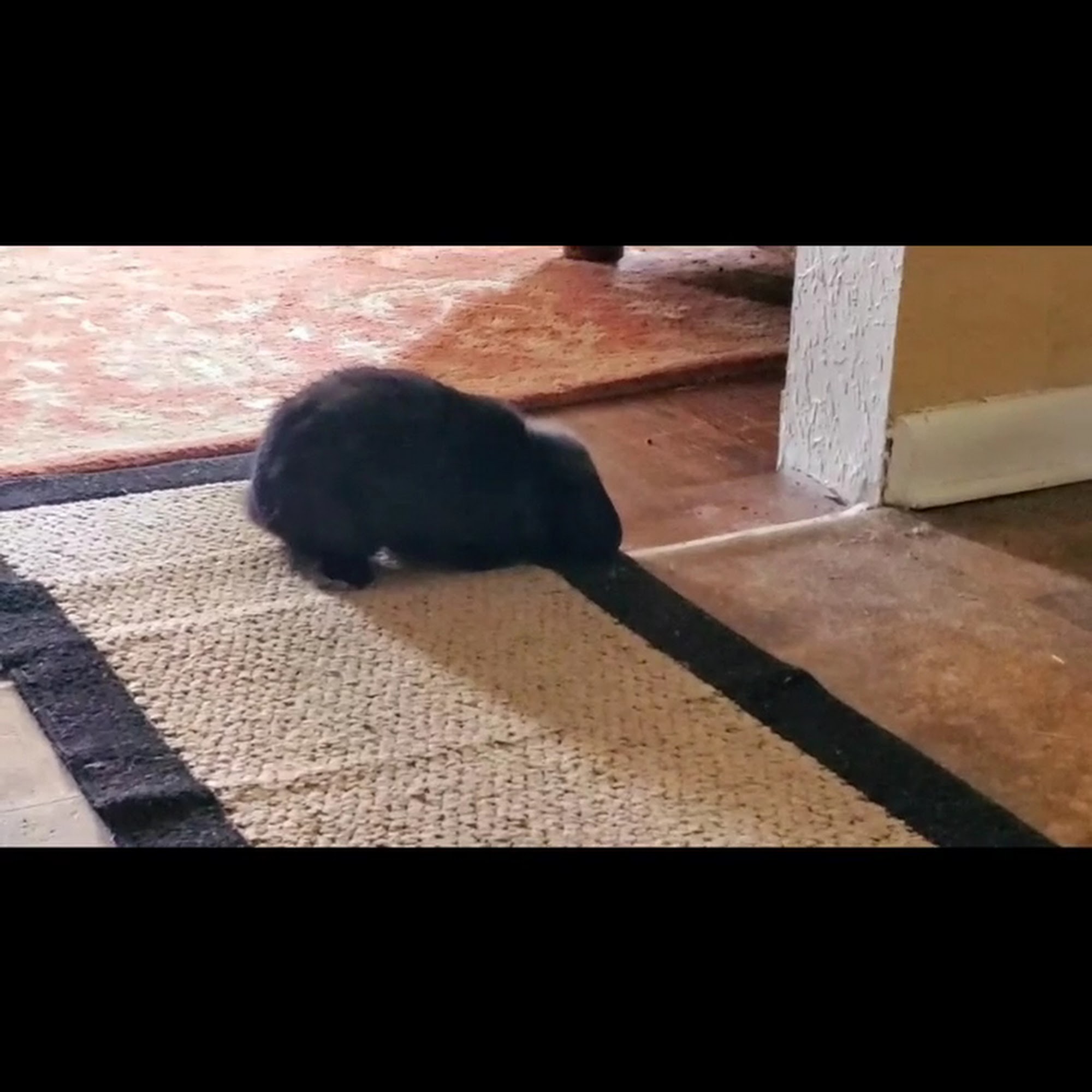 Community Animal Hospital Cleveland