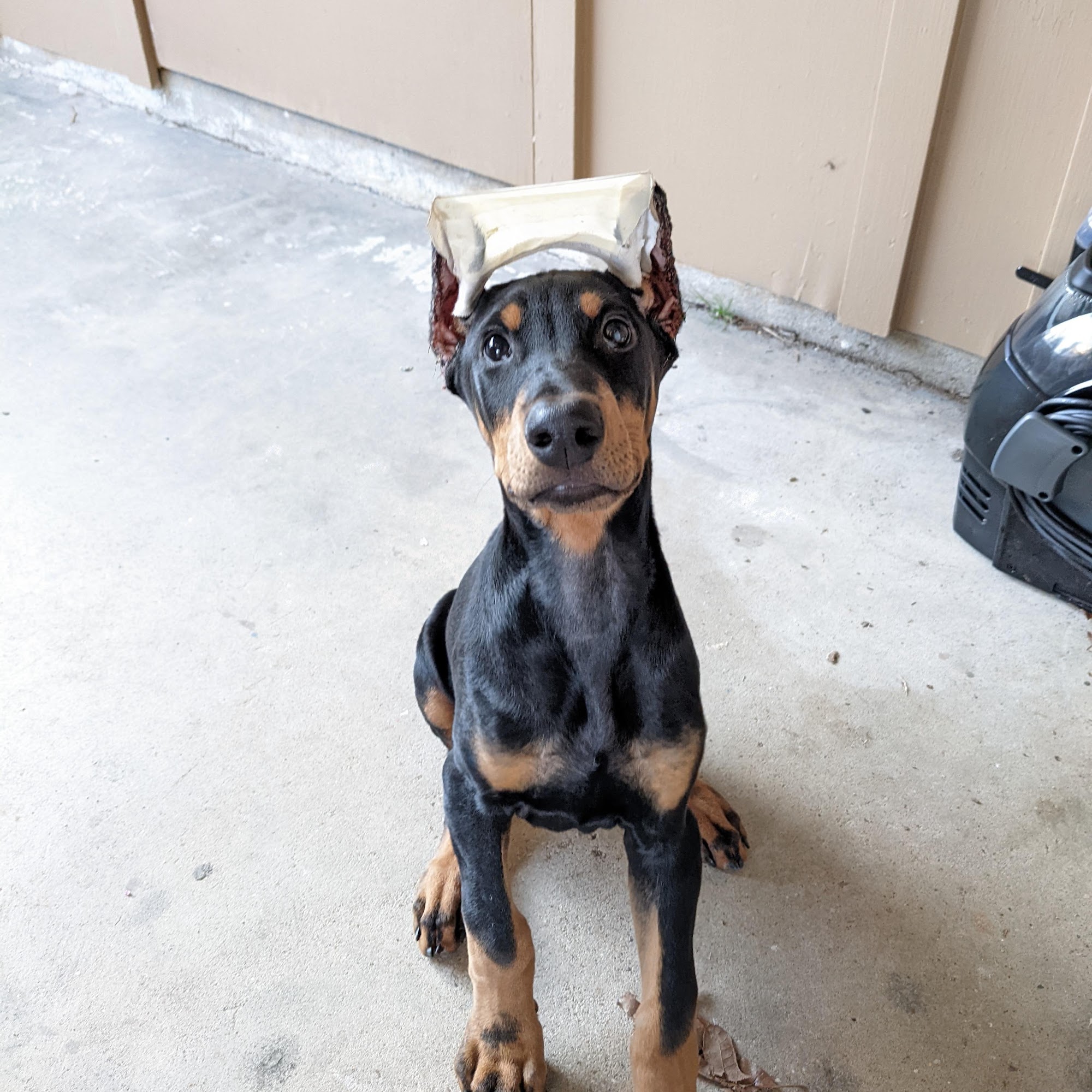 Dr.Lane James C DVM Cleveland