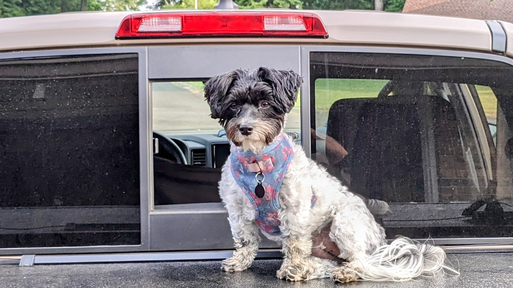 DIXIE DAY SPAY Cleveland TN Hours, Directions, Reviews Loc8NearMe