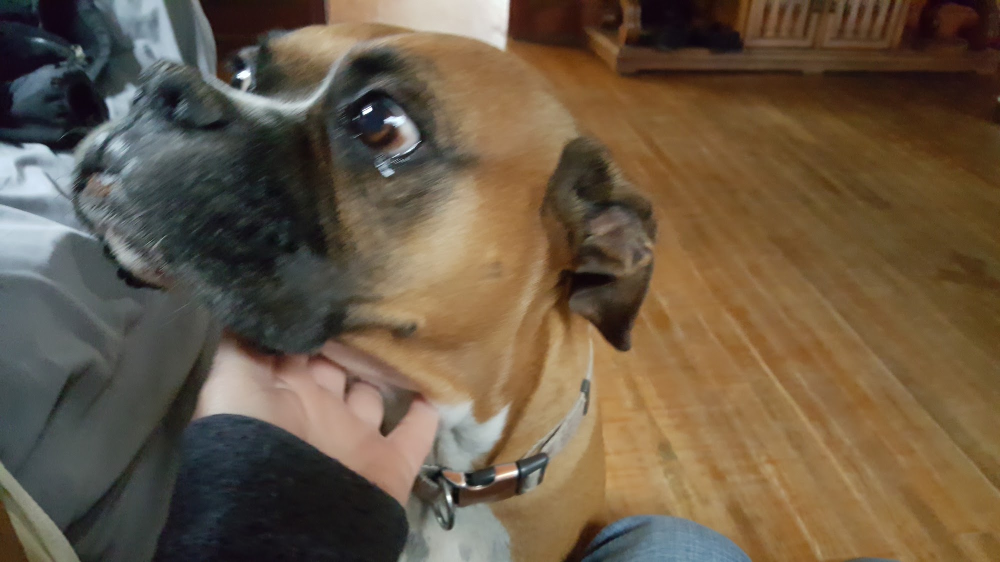 DIXIE DAY SPAY Cleveland TN Hours, Directions, Reviews Loc8NearMe