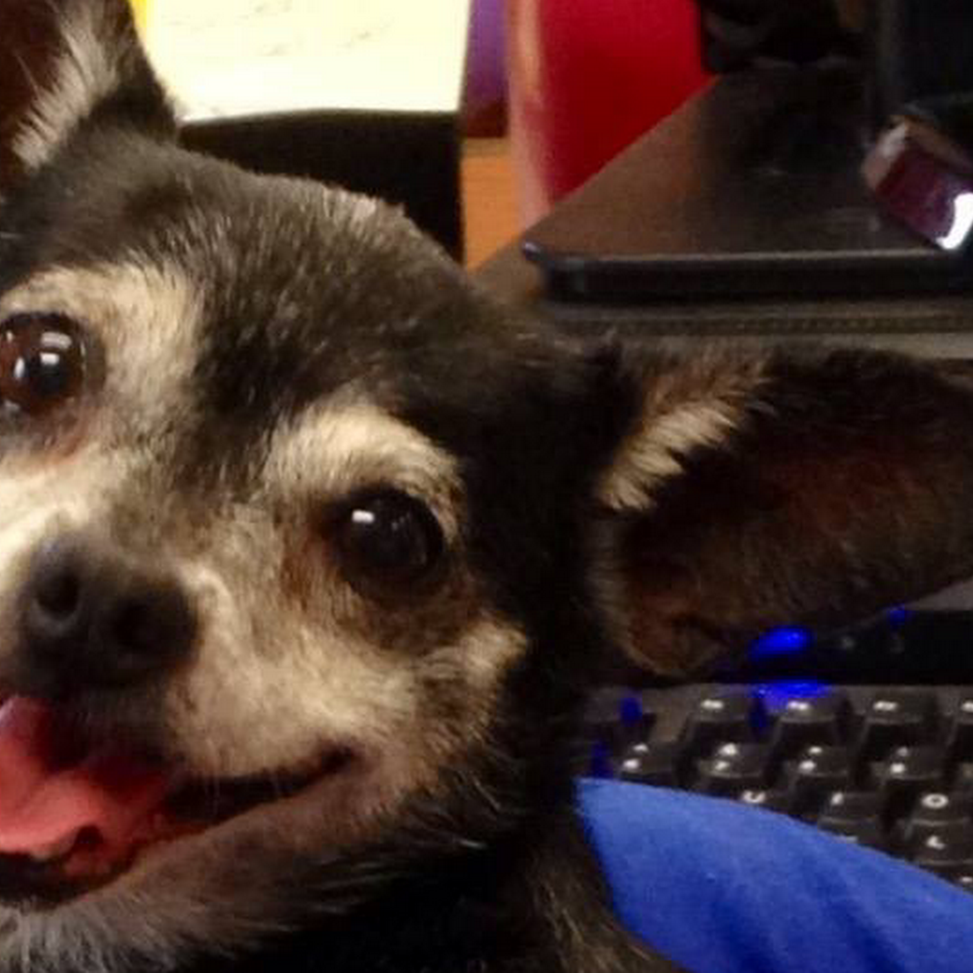 Dixie Day Spay Cleveland