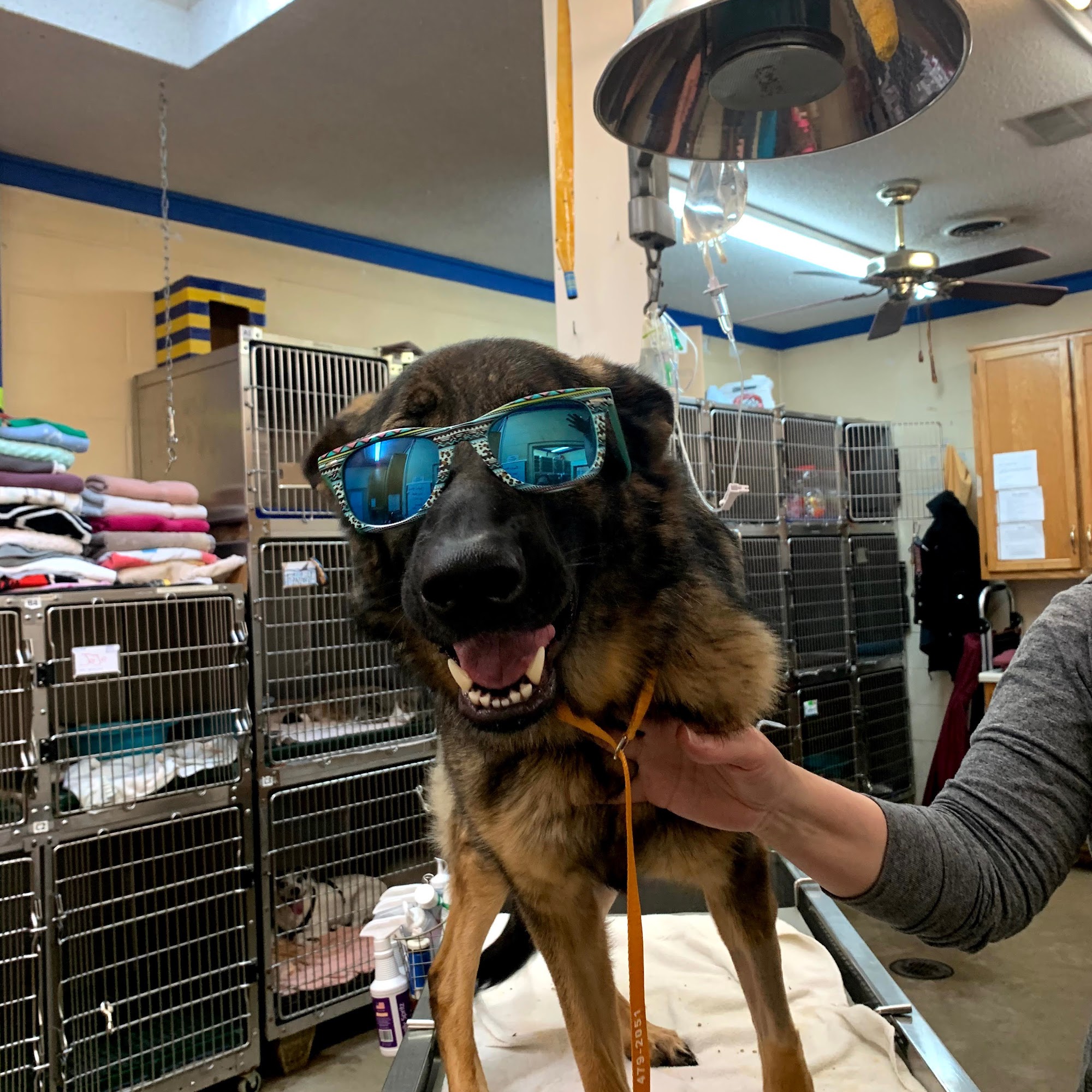 Bradley Veterinary Hospital Cleveland