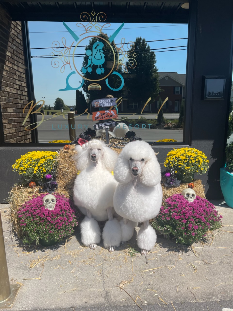 Bark! Luxury Pet Resort Cleveland