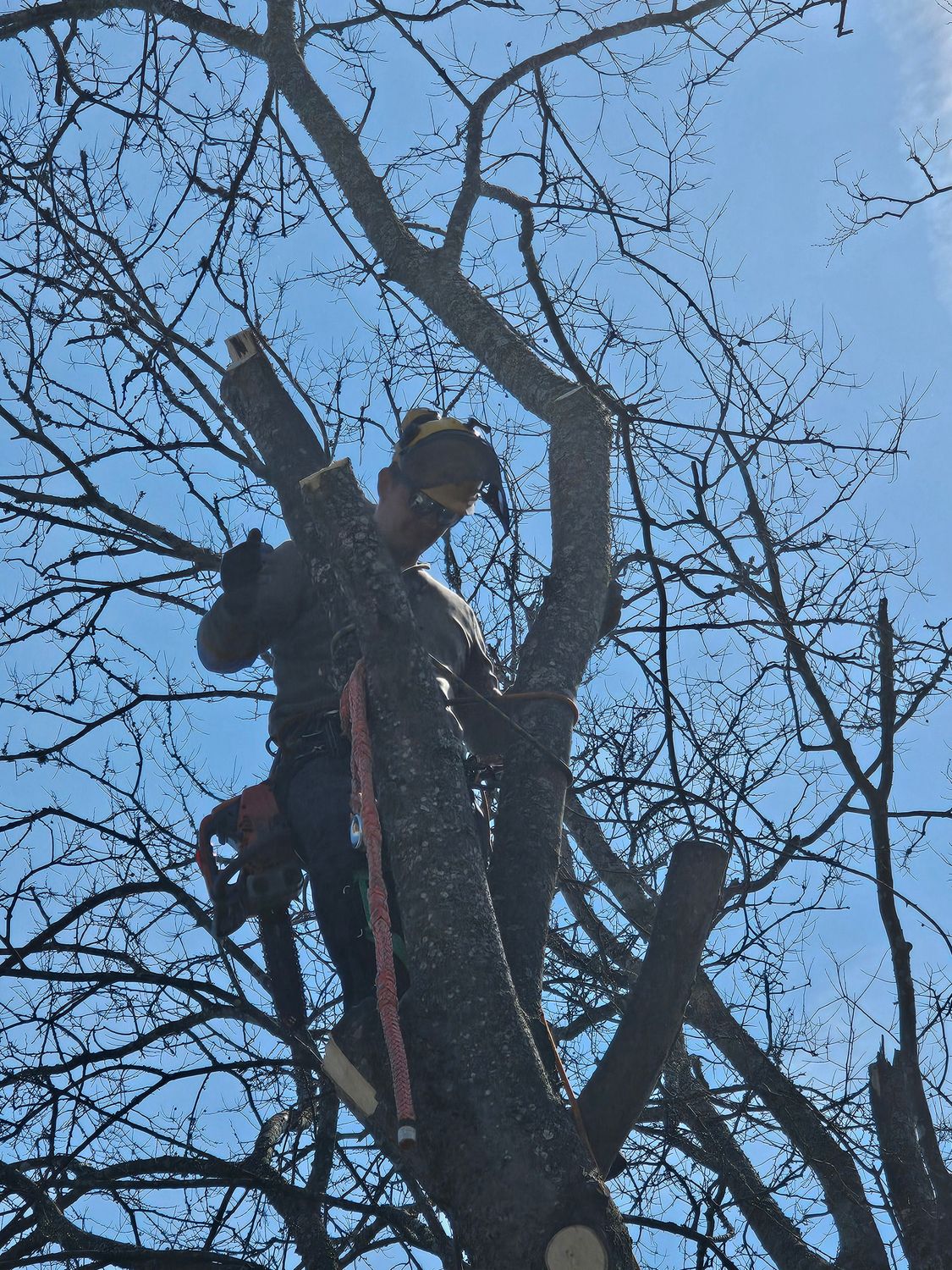 Affordable Tree Services
