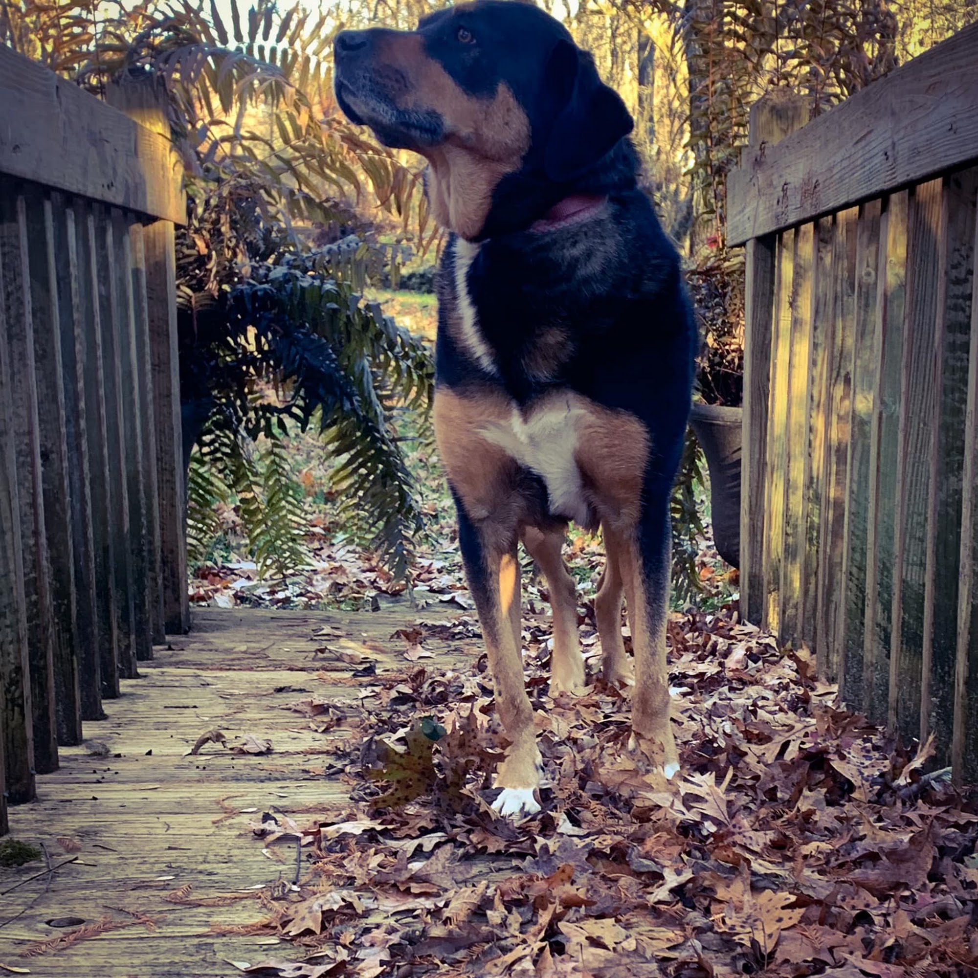 Black Fox Pet Resort Cleveland