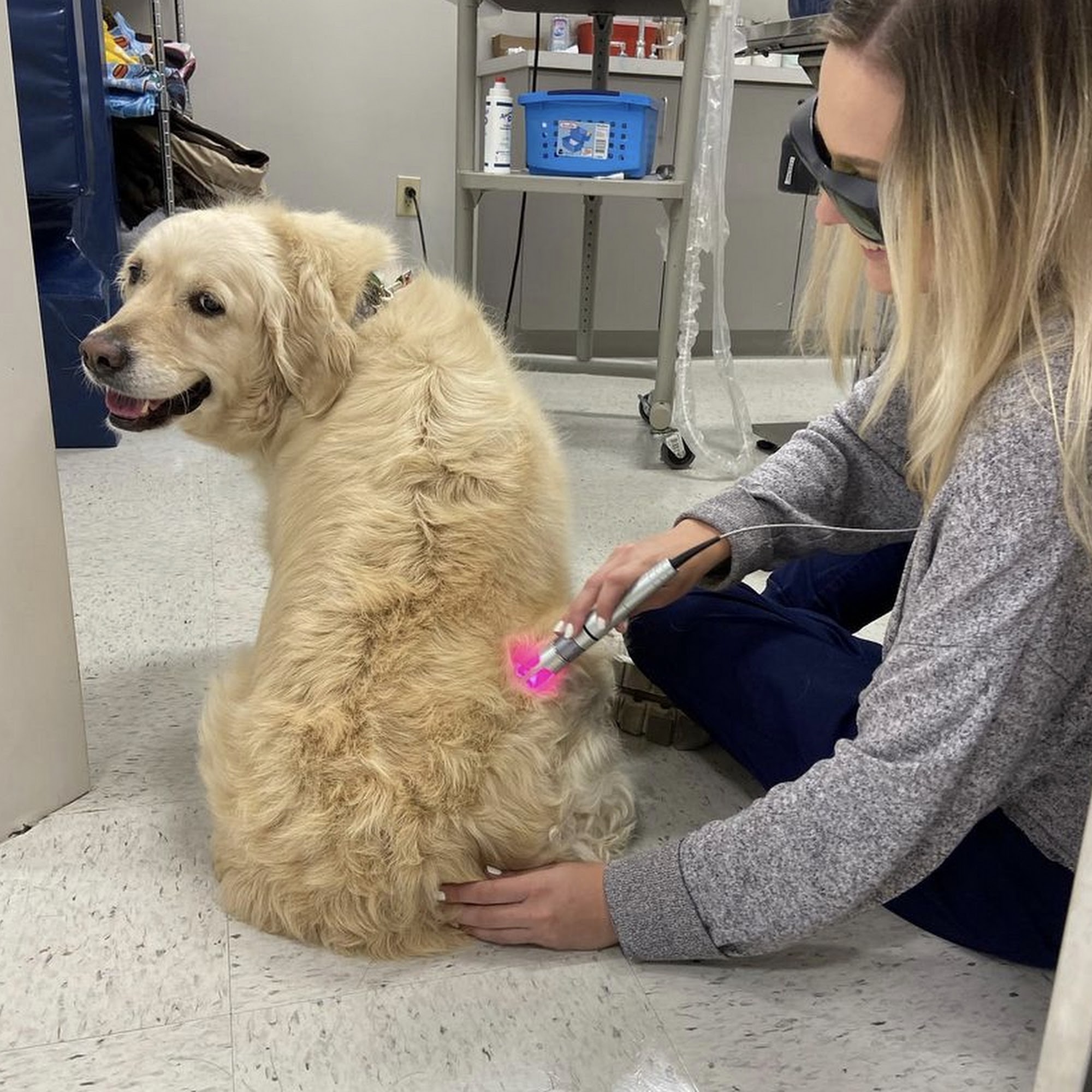 Kelsey Canine Medical Center Collierville