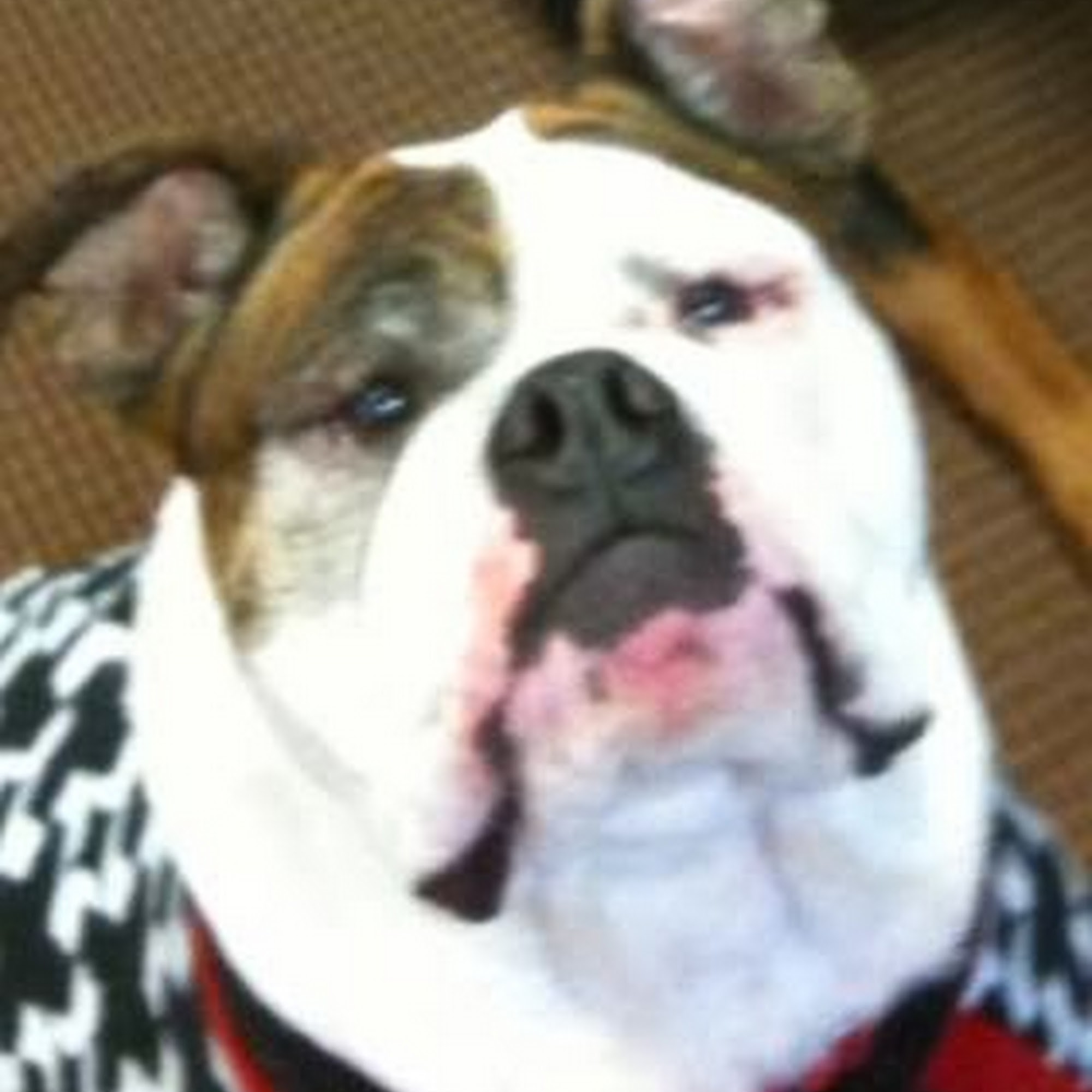 All Creatures Pet Hospital Collierville