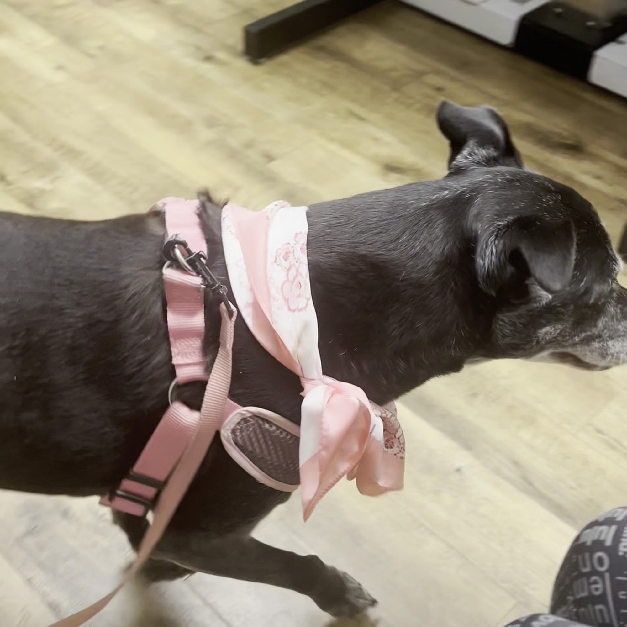 The Pet Hospitals Collierville Collierville