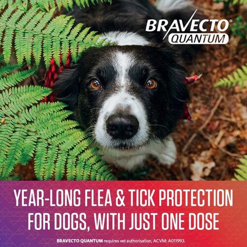 Healing Paws Animal Hospital Collierville