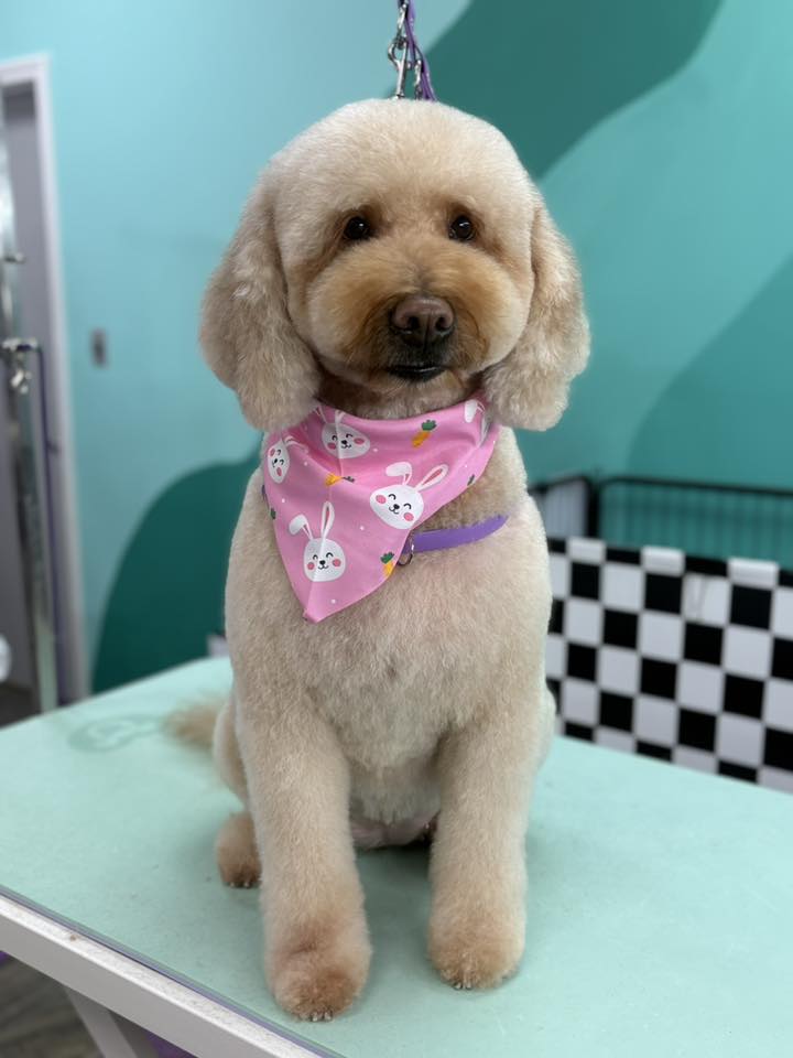 Muddy Paws Pet Emporium Collierville