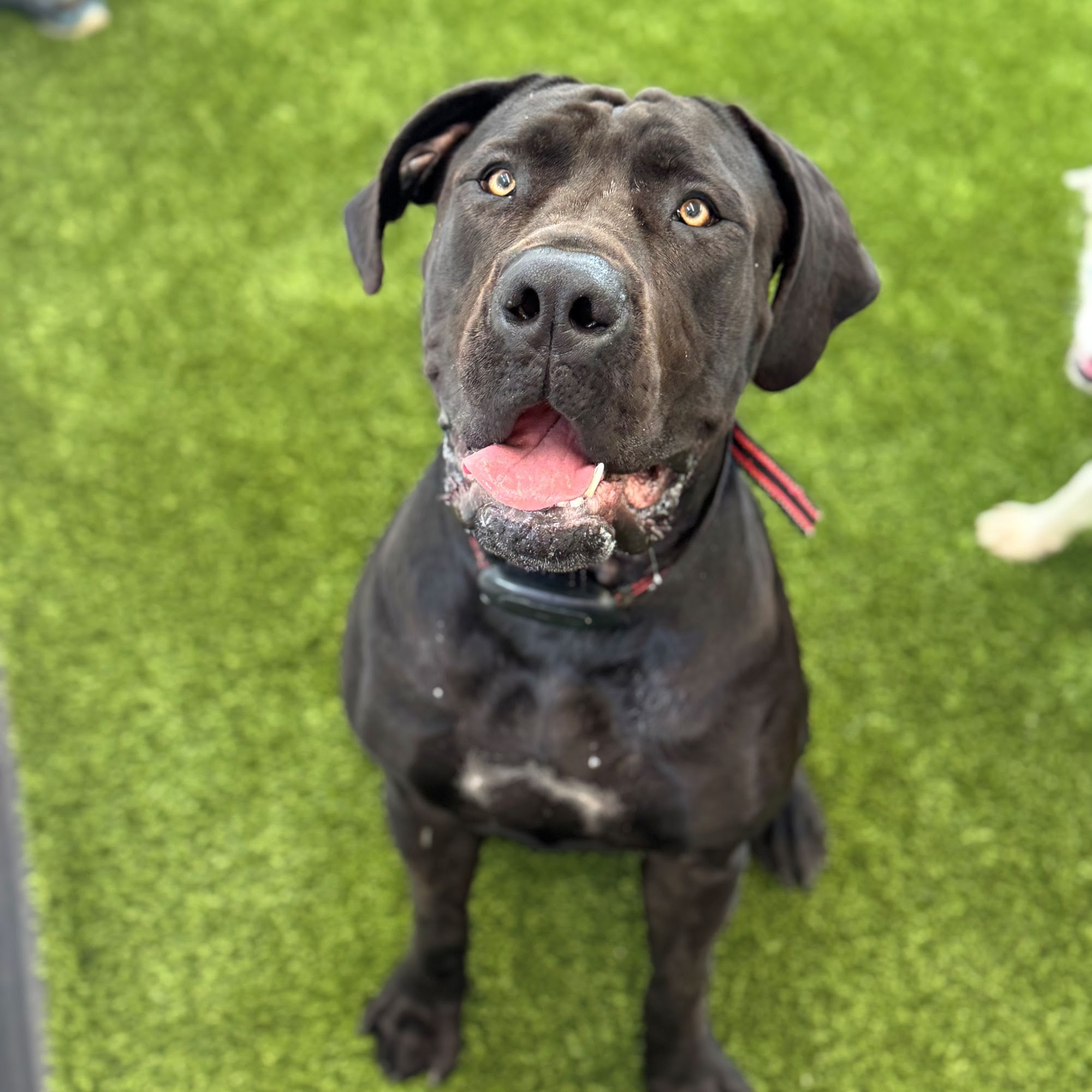 Animal Care Center of Carters Creek Columbia